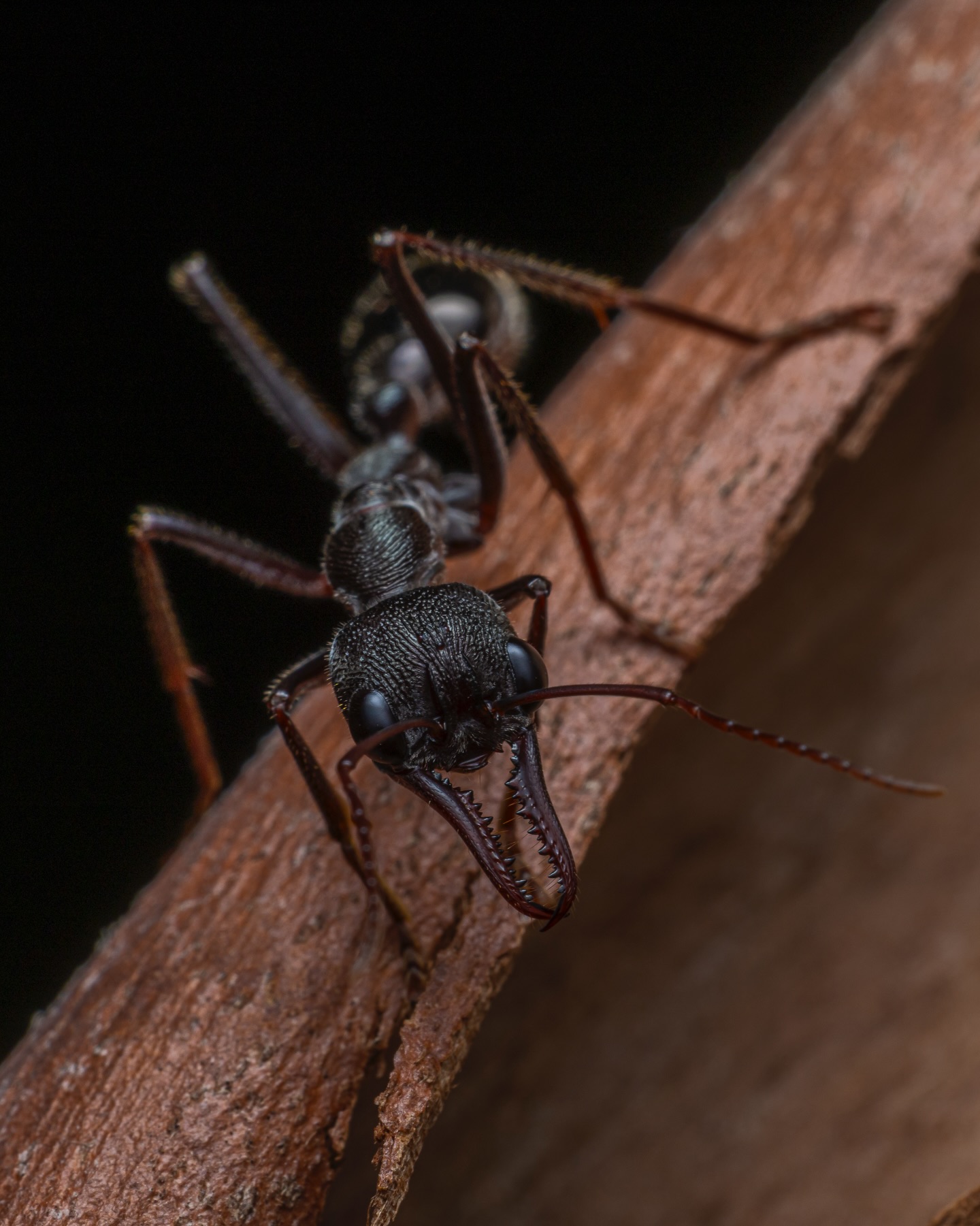 Australia 🇦🇺
A Land of rich culture, jaw-dropping landscapes, and wildlife so unique the rest of the planet just gave up trying to compete. Kangaroos? Iconic. Platypus? Come on. Birds that sound like they’re being murdered? All character building.
But…
As with all great nations, we also produce a small percentage of absolute jerks.
And friends, this is one of them.
👉 The bull ant.
Now gather round, children. Story time. 📖
We’re winding the clock back to 1993/94. Floodwaters back home. A (believe it or not) more naive Dave was in Knee-deep water. I was blissfully unaware that Australia never floods without sneaking some sort of nightmare into the mix.
I’m wading around, minding my business, when suddenly I begin screaming in a pitch and tone previously unknown to science.
Mum — already yelling at me to get out of the water because she’s convinced I’m about to be bitten by a snake, electrocuted or claimed by the River gods knows there’s a problem..
I come absolutely bolting out of the water, incapable of speech, logic, or the ability to identify which part of my body has been personally violated by nature.
Enter Dad.
(And Enter the local newspaper there to take photos of the flood).
With zero hesitation and full parental authority, Dad rips my pants off in front of everyone as I have now lost the ability to use words.
And there was the issue..
Six Bull ants.
Inside my Pants.
Gnawing away like future me on a 3 piece feed from Dirty Bird.
Journalists. Neighbours. Society. All getting the “that’ll do it” realisation.
They were locked on. Committed. No remorse.
Needless to say I do not walk in floodwaters anymore and Bull ants are now on my personal “Australia’s Biggest Jerks” list
And childhood trauma builds character (apparently).
This one though?
This one was… slightly more friendly.
At least it wasn’t staging a coordinated ambush in my trousers.
Australia.
Beautiful. Magical. Wild.
Just always remember — the scenery is stunning, but it absolutely can hurt you.
What are your horror stories?
#AusGeo #wildlife #wildlifephotography #bullants