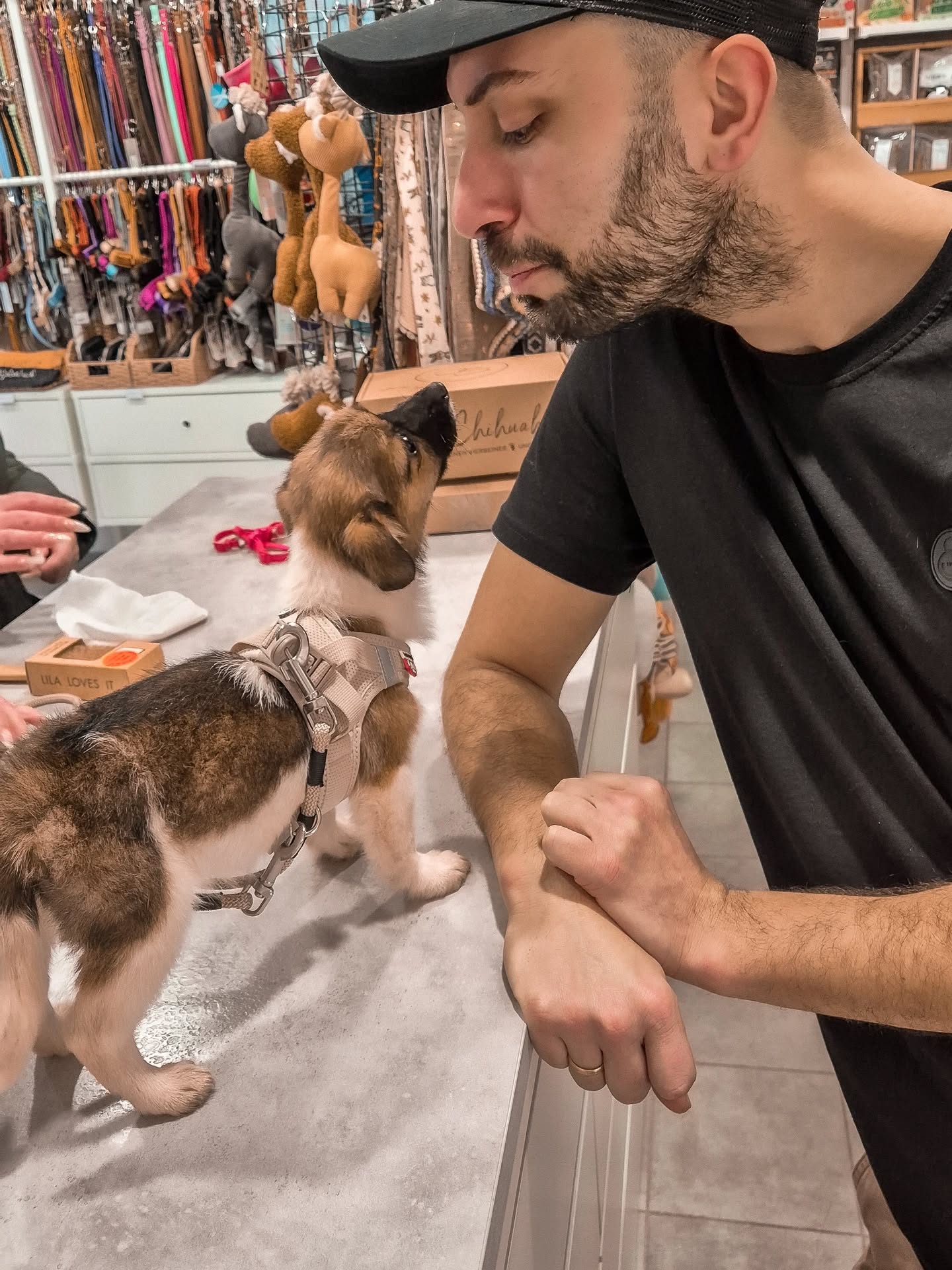 Für die kleine Nova gab es ein neues Curli Geschirr in Größe XXS und eine passende Leine dazu 🥹❤️🐶