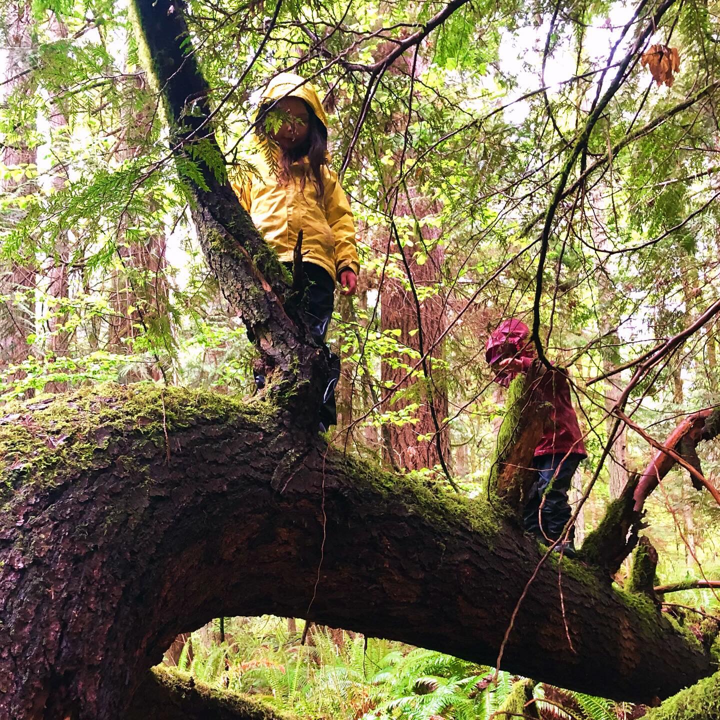 Outdoor learning provides children withĀ hands-on (and feet-on!) experiencesĀ in nature. With adult guidance and support, children learn to self-assess their own comfort and safety, to problem-solve, and to challenge themselves physically.Ā A seemingly simple walk across a log builds balance and body awareness while also providing a huge sense of freedom and accomplishment!
.
.
.
.
.
#forestschool #forestpreschool #childrensartstudio #wildspaces #outdoors #outdoorkids #outdooreducation #outdoorlearning #optoutside #naturebasedlearning #wildschooling #rewildyourchild #classroomwithoutwalls #cedarsongway #placebasededucation #natureschool #natureplay #naturekids #pnwkids #pnwkids_washington #olympia #olympiapreschool #olympiawashington #pacificnorthwest #wildandfreechildren #interestledlearning #learnwiththeland #ancientfuturespbe #pnwonderland