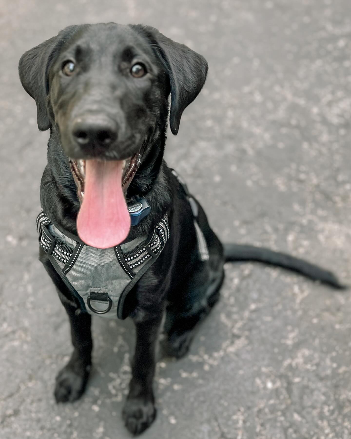 When I arrived at this guy’s house, I immediately saw a copy of Kerry Nichols’ book Puppy Brain: How Our Dogs Learn, Think, and Love. I knew this was going to be an awesome client! I was not wrong! We trained all the foundation behaviors and implemented a few management techniques. Today we discussed a dedicated food dispensing toy for when having company over. I use this approach with my dogs, it helps redirect excitement to the special toy versus the guest.
