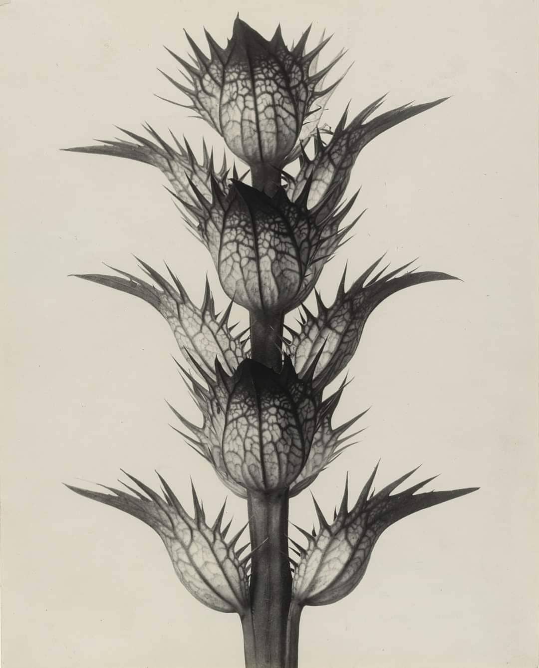 Each of our products contains the genius of nature's elements in their purest form to maximise and regenerate your skin's longterm health and vitality.
Each one of them is not only incredibly beneficial for your skin, but also don’t damage our environment. THESE are the values Katreg is built on 🖤🖤
Art: Karl Blossfeldt. Acanthus mollis, 1928
#mykatreg#arganoil #rosehipoil #rosewater#cleanbeauty
#naturalskincare#supportsmallbusinesses
#veganbeauty #toxinfreebeauty#greenlife
#veganskincare#crueltyfree#skincare#happyskin#katregorganics #organicbeauty #organicingredients #biocosmetics #recycle#recyclepackaging #organicoil #skincareproducts#katreg