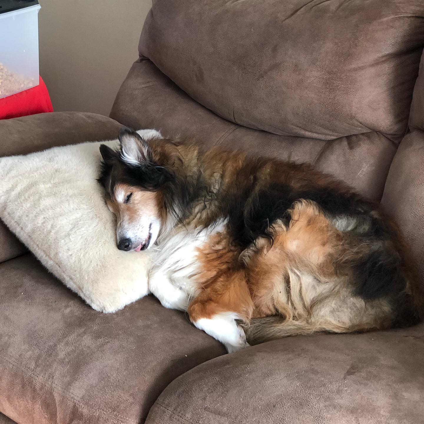 The pandemic is easy if you can SHELTIE. In place ! #sheltie #shelties #sheltiesofinstagram @sunnyshelties