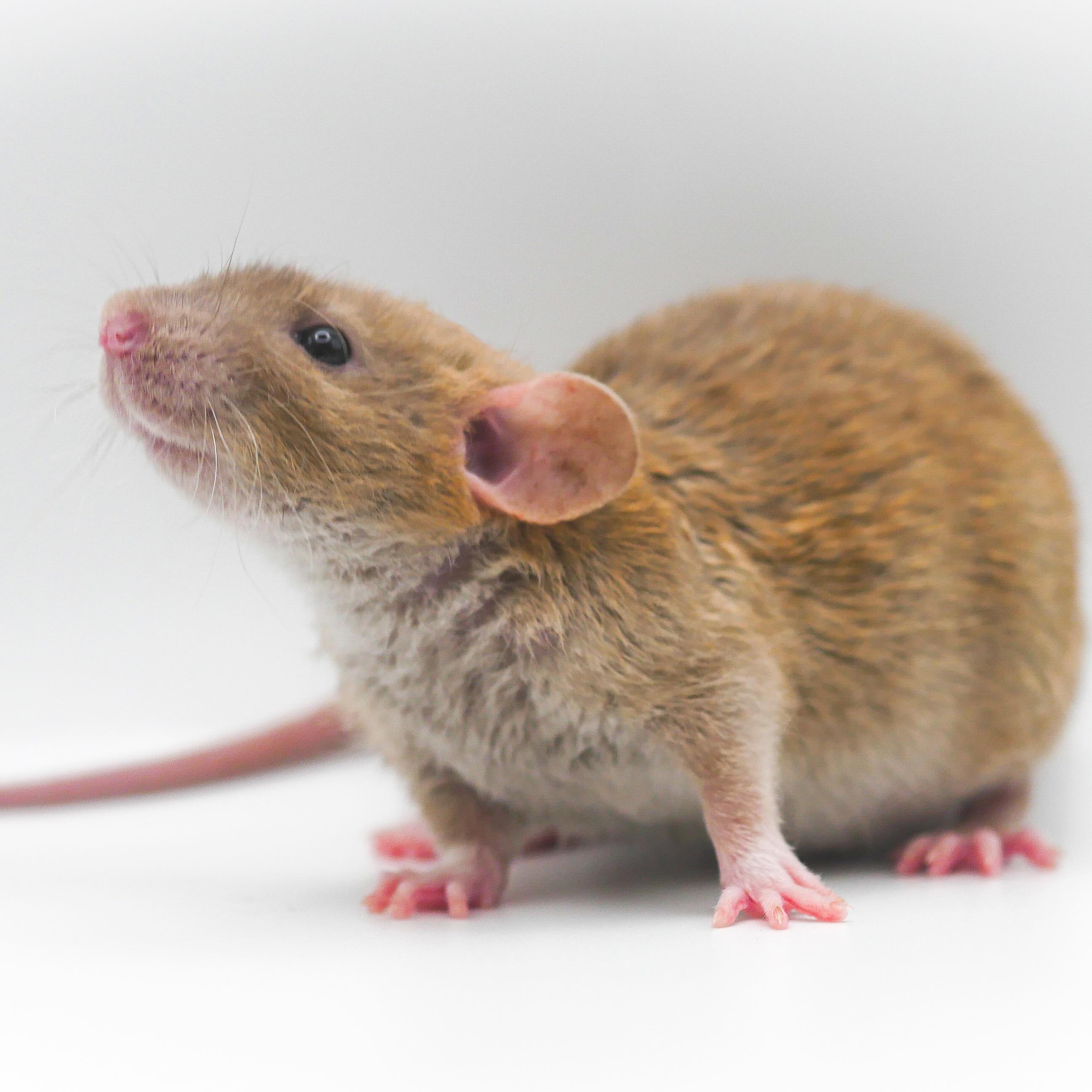 Just one of the very sweet boys looking for a home 🥺
Everyone seems to want does at the moment and are vehemently against bucks. This tends to change every few months but it’s still frustrating.
.
.
.
#rat #rats #ratsofinstagram #ratsofinsta #petrats #petsofinstagram #dumborat #rodent #ratcommunity #breeder #ratbreeder #rodentsofinstagram #rodentsofig #rattiesofig #rattiesofinsta #ratsofinstagram #rodents #cute #pets #fancyrat