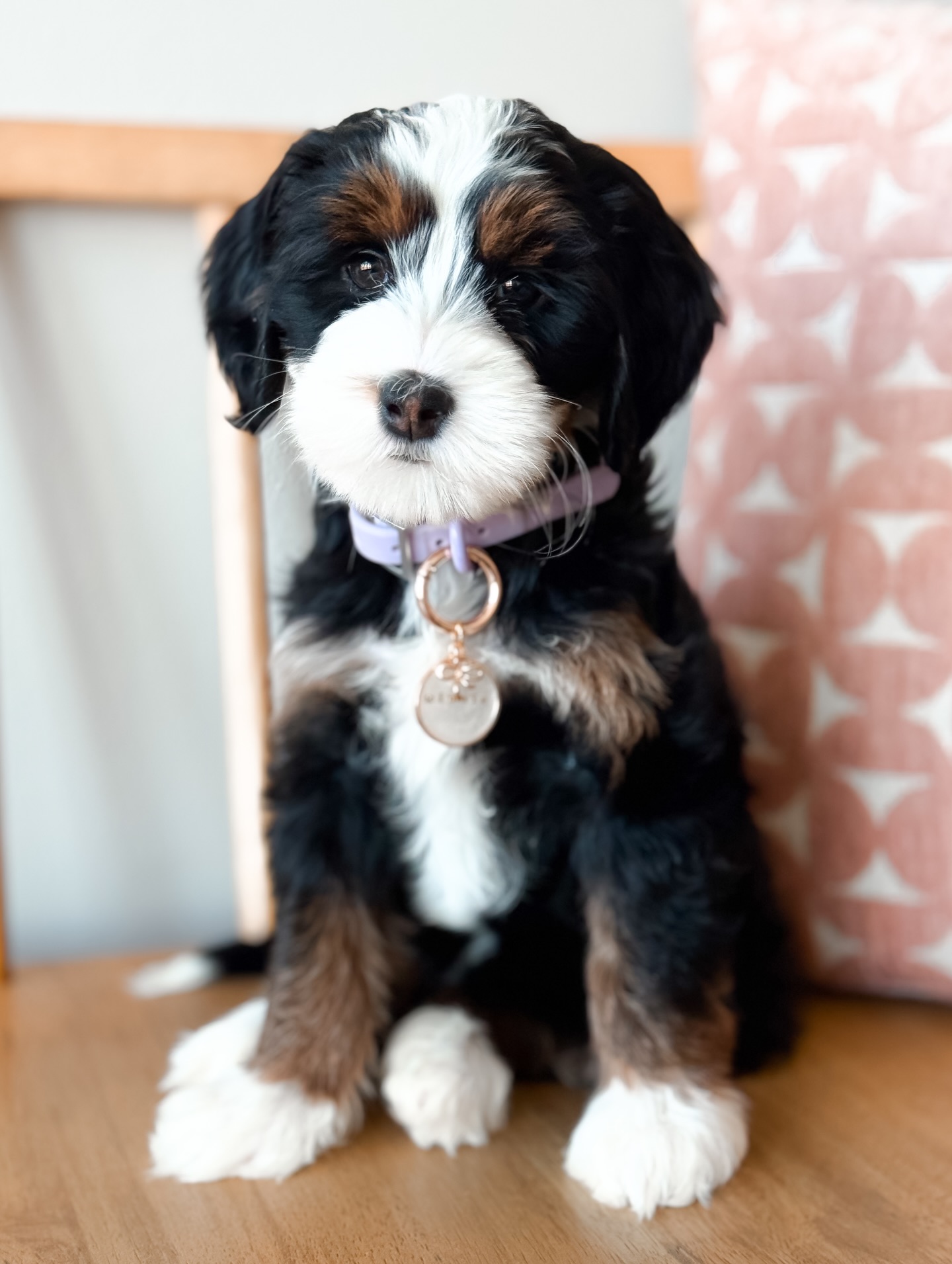 Meet Winnie ๐ค
One of our newest hopeful girls and such a special addition already.
Winnie has the sweetest presence. Shes gentle, steady, and quietly confident. Shes naturally so good with my kids which I adore.
Winnie has a beautifully petite structure while still keeping those balanced, boxy proportions I love, finished with the cutest little teardrop muzzle that completely melts me. Sheโs small without feeling fragile, and her structure is one Iโve been dying to add to our program.
Sheโs a Multigen Bernedoodle and a sweet answer to something Iโve heard from our community time and time again - the desire for smaller Bernedoodles. While only time will tell as she continues to mature, we anticipate Winnie being able to produce puppies in a smaller range than what weโve had, tapping into that 20 lbs size when paired intentionally.
Genetically, Winnie will keep things classic. Most of her puppies will be the same exquisite traditional Bernedoodle black tri markings like her, along with being able to make other stunning combinations like red and white and black-based merle tri, chocolate tri color, and chocolate based merle tri depending on her pairing. She also carries SS for consistent white patterning (no parti), and has a stunning, double straight, inky black coat that we absolutely adore. Simple, classic, and so beautiful.
As with all of our hopefuls, Winnie will be raised with intention and will complete her full health testing before ever being officially added to our program. For now, sheโs soaking up her puppy days, learning, growing, and settling perfectly into our hearts.
So grateful for this girl and excited for whatโs ahead. More sweet introductions coming soon ๐ค๐พโจ