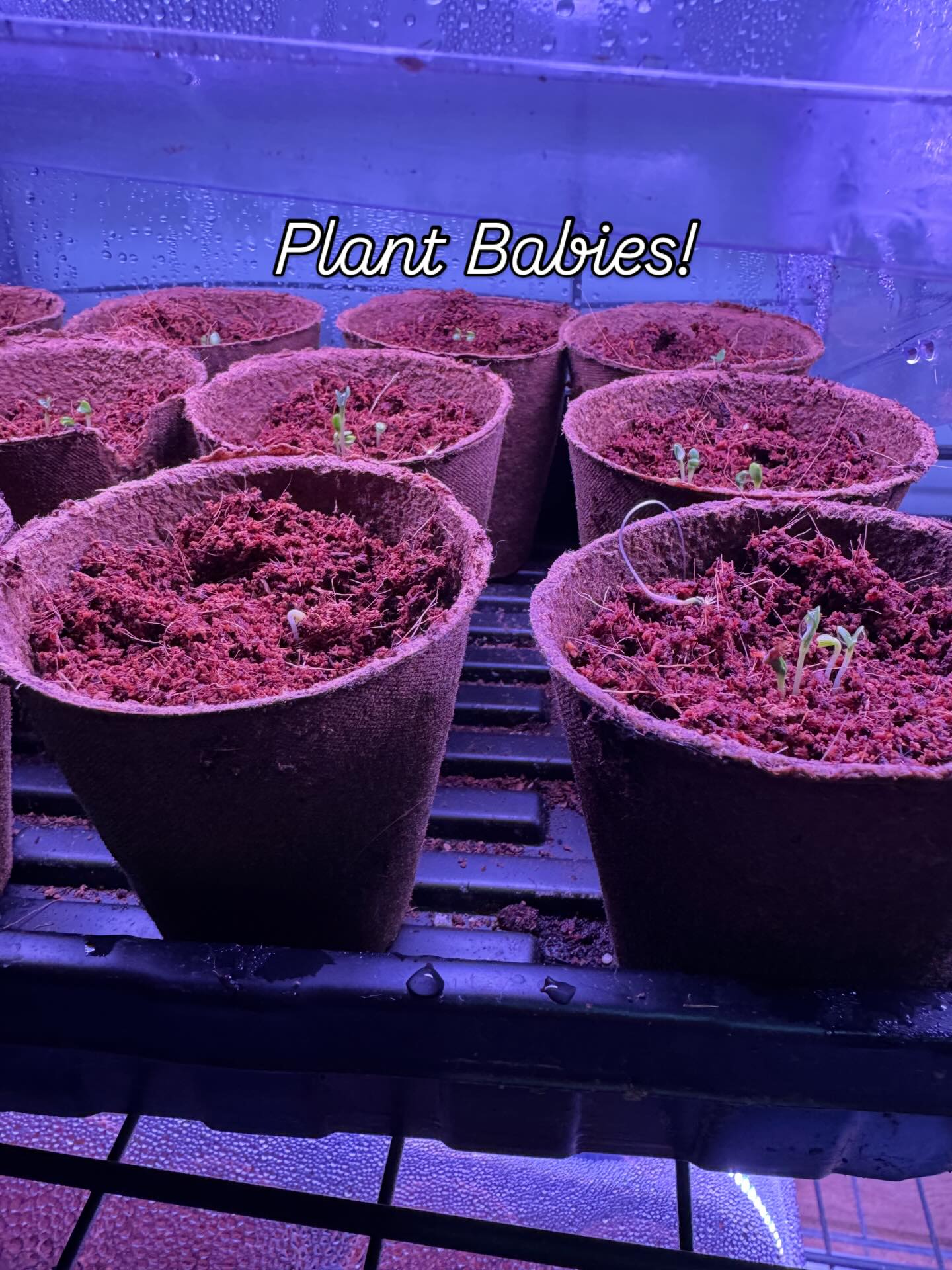 Baby Sprouts!