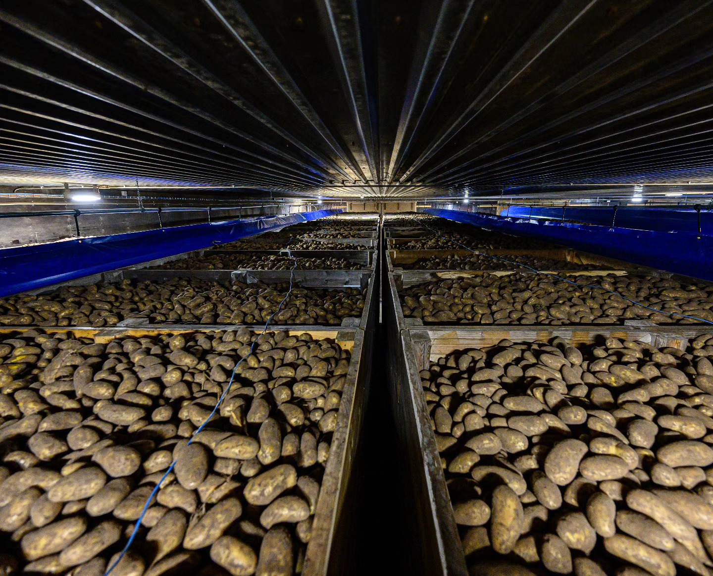 Pitkän kasvukauden jälkeen, siemenperunat ovat siirtyneet pellolta varastoihin.🎉👍 Siemenperuna-alastamme on nyt nostettu noin 90%. Sato on korkea niin määrältään kuin laadultaankin! 🤩👌 #siemenperuna #sertifioitusiemen #laatusiemen #highgradearea #peruna