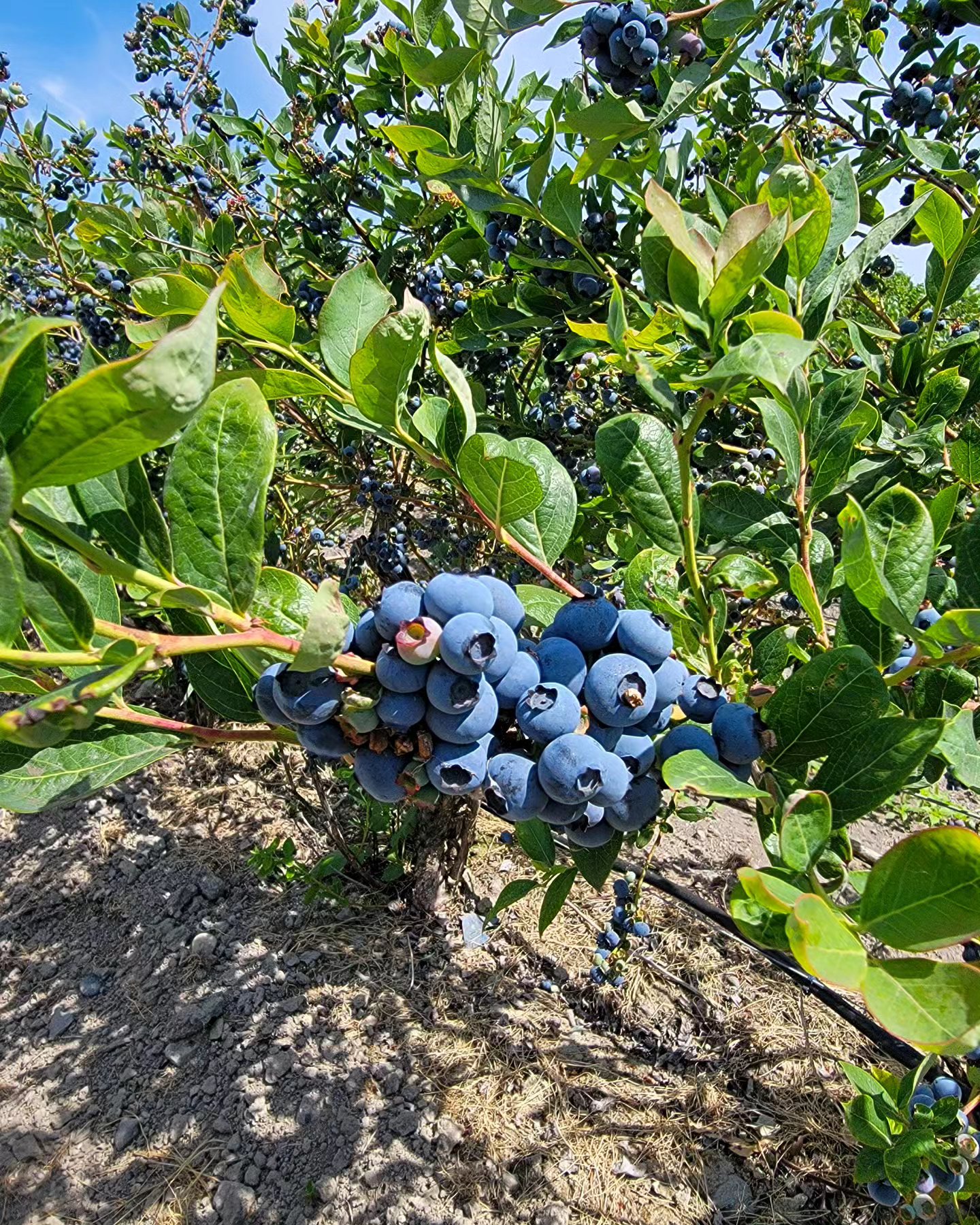 Fresh Blueberries Now Available at @MaskeenFarms!
Come visit us and enjoy the freshest, juiciest blueberries straight from our farm. Perfect for snacking, baking, or adding a burst of flavor to your favorite recipes. Donโt miss out on this delicious summer treat!
๐
Open daily
๐ 9 AM - 6 PM
๐ 16726 40 Avenue Surrey
Bring your family and friends for a fun day out. We canโt wait to see you!
#Blueberries #FreshFruit #FarmToTable #PickYourOwn #HealthyEating #LocalFarm #SummerBerries #BlueberrySeason #OrganicBlueberries #SupportLocal #FarmFresh #BerryPicking #BlueberryLove #HealthySnacks #FreshFromTheFarm #Farm #Canada #BC #Surrey #Nature #2024 #Outdoors #Nature #Healthy #Berries