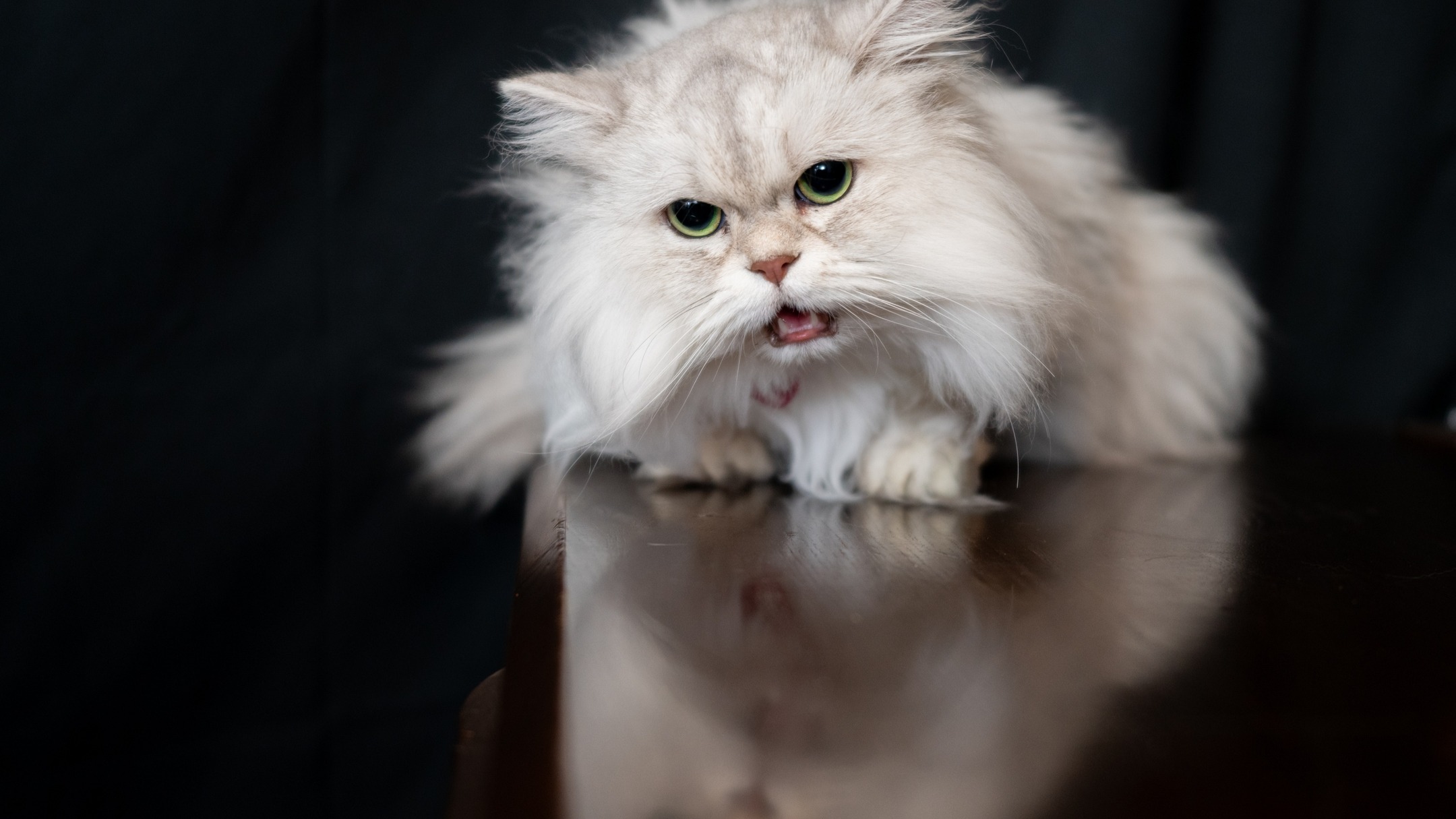 2匹の猫ちゃんの撮影です。
---------- 鈴木写真スタヂオ
川口市芝3-18-16
9:00-18:30
火曜定休
#猫 #川口市 #蕨市 #戸田市 #さいたま市 #埼玉 #写真館 #写真スタジオ #ペット写真 #ペットと一緒に写真 #家族写真 #ワンちゃん写真 #犬写真 #誕生日写真 #バースデー #入学 #入園 #お宮参り #卒業 #卒園 #前川神社 #七五三
#三歳 #五歳 #七歳