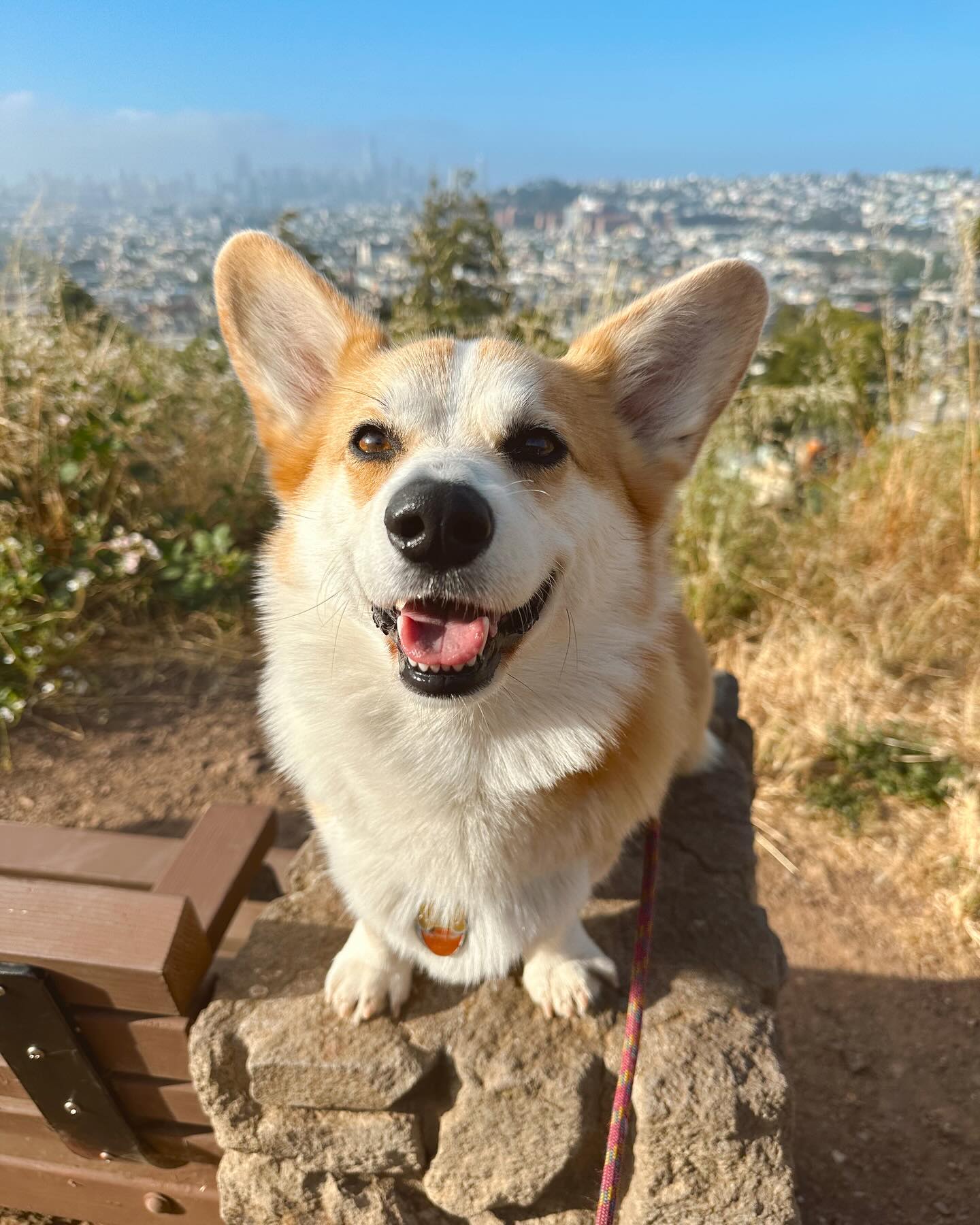 Loving your pup like our own 🤎