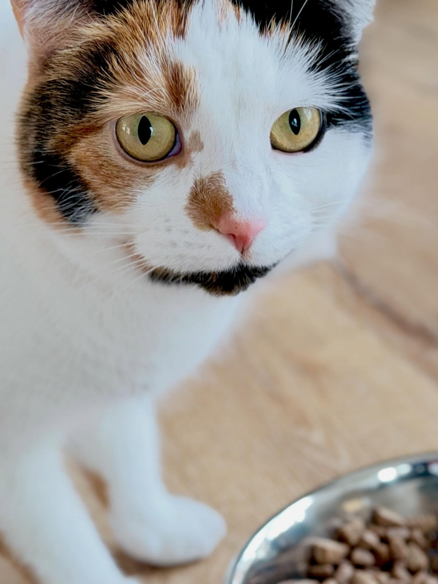 ♥️
.
.
.
.
#katzenpension
#liebe
#fellliebe
#cat
#siegen