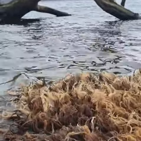 We took the third and final of my identical vararfeldr set down to the loch to full and wash it. I was amazed at how water repellent it is - it simply floats atop the water, rather than soaking it up and growing heavier!
#weaver #handwoven #vikingweaving #vikingcloak #vararfeldr #vikingreenactment #vikingcraft #heritagecraft