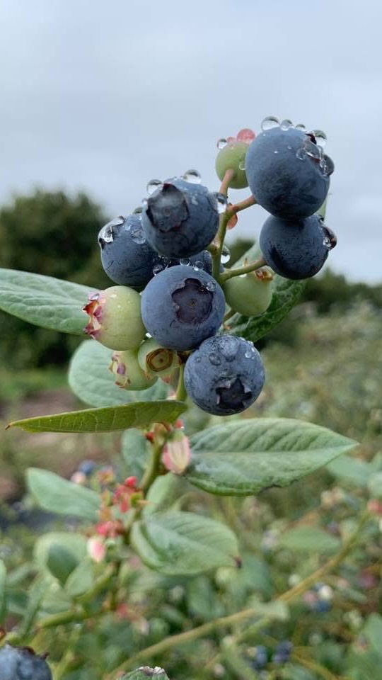 Enjoy a little blueberry-picking ASMR, courtesy of @jacquelinecdion 🫐
We take so much pride in our Gerry Ranch U-Pick and truly love seeing these quiet, joyful moments captured on the farm. There’s something special about slowing down, picking fresh blueberries straight from the bush, and soaking in a peaceful day outdoors with family and friends.
Thank you for sharing your experience with us — these are the moments that make our blueberry season so meaningful.
.
.
.
.
.
u-pick blueberries la county, ventura county u-pick farm, southern california blueberry picking, family friendly farms la county, ventura county farm experiences, local u-pick fruit, fresh blueberries near los angeles, weekend farm activities ventura county, california u-pick season, blueberry farm near me, outdoor family activities socal, gerry ranch blueberries, fyppp