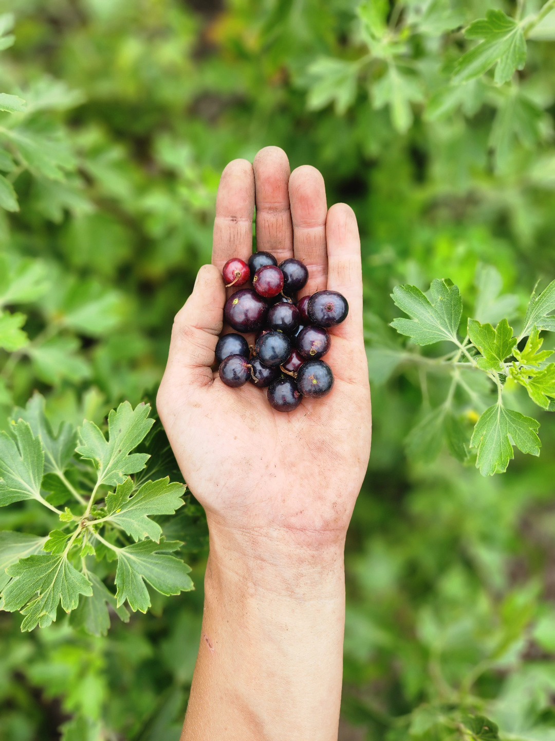 We ordered currants. We got gooseberries.
Does anyone even know what a gooseberry tastes like? For about a year, we've been watching these "currant" bushes, anticipating the familiar fruit (and subsequent jelly jars). Lo and behold, we were erroneously sent around 40 gooseberry bushes! A happy accident, it turns out that gooseberries (the variety 'Black Velvet') are absolutely DELICIOUS. At once sweet, incredibly tart, and slightly spiced/savory, I'm so happy to have these oops bushes in the garden. I'm looking forward to making some old-timey gooseberry preserves, jellies, and pies for years to come!
