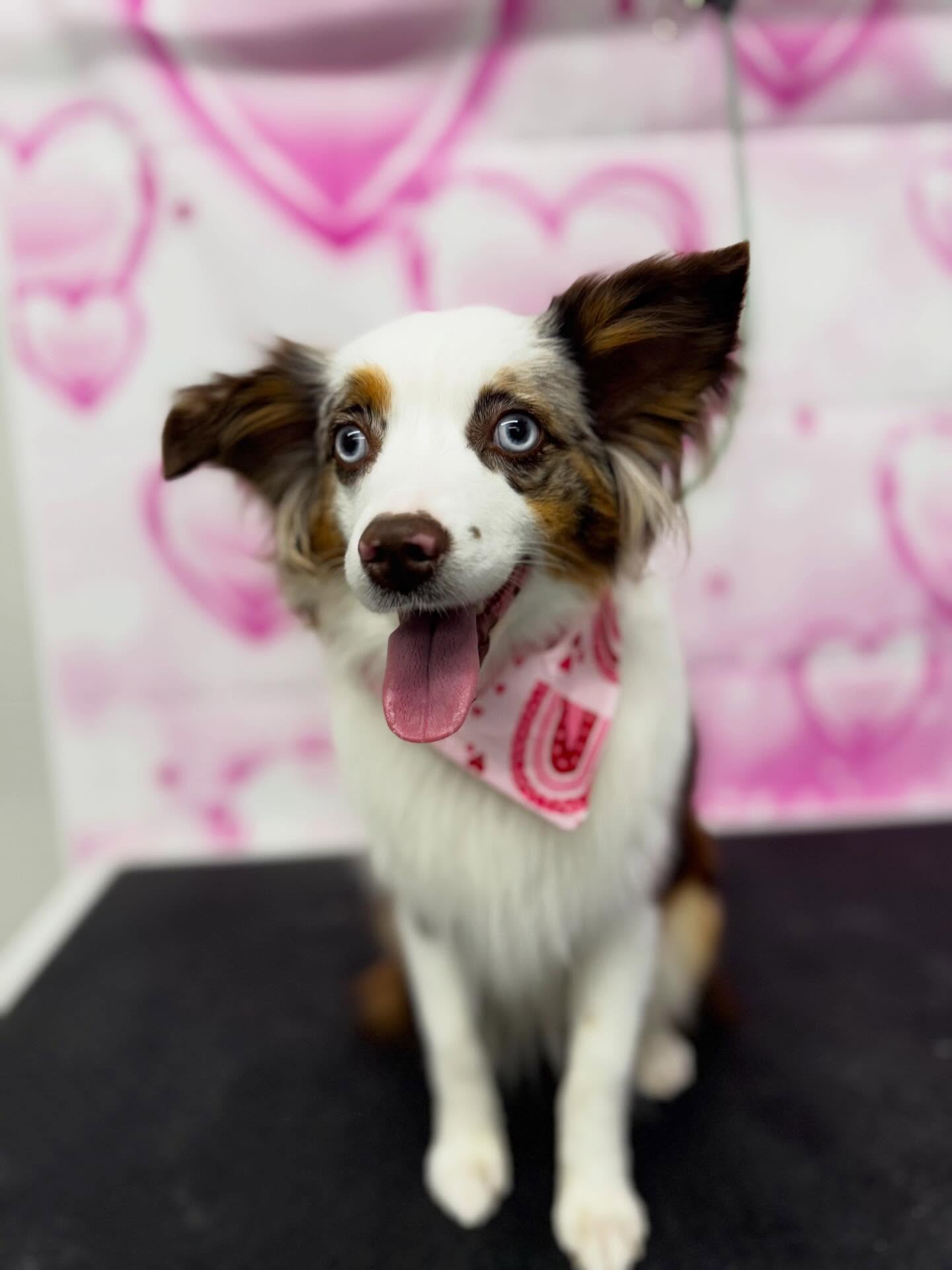 ✨Rumor✨
—————————-
#toyaussie #aussie #australianshepherd #doggrooming