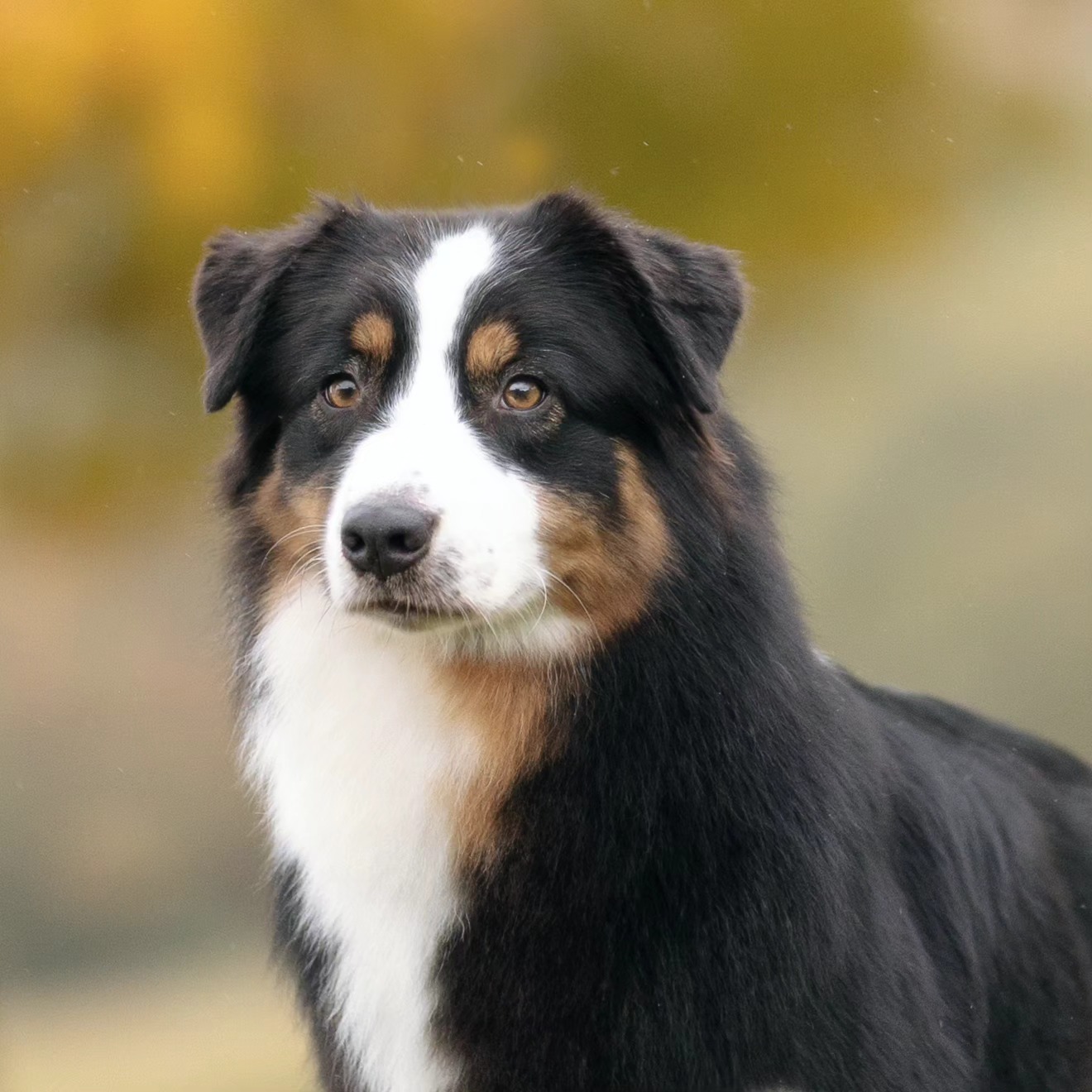 We love our girl Kira #croftonaustralianshepherds #KirRoyale #KiKi