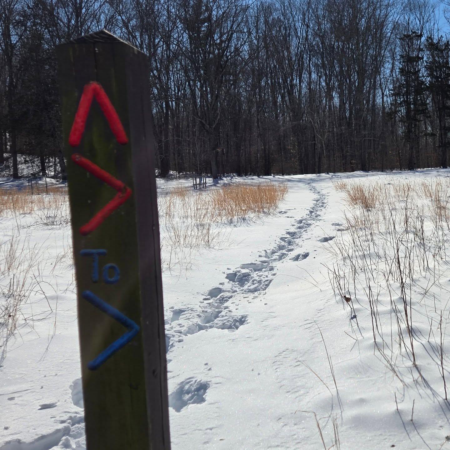 It's a great time to snowshoe, cross-country ski, or hike in winter boots. Explore the delights of winter, fresh air, deep blue skies, and animal tracks on the snow. #easthaddamlandtrust #goletfarmpreserve #winter2026