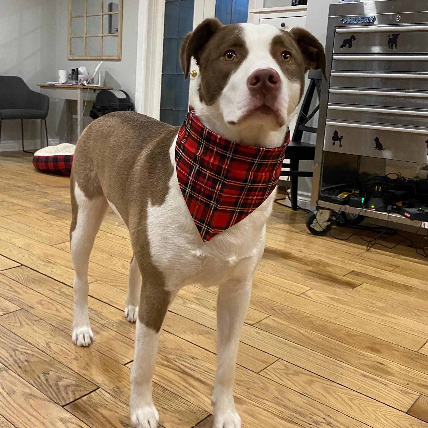What are some words to describe Levi? Lovely, handsome, so super adorable?
The answer is all of the above 💛
Want your dog to look as dashing as Levi does? Text or call us to book your appointment 📲
(519) 241-1552
#doggroominglife #doggrooming #cambridgeontario #supportsmallbusiness #doggroomingofinstagram