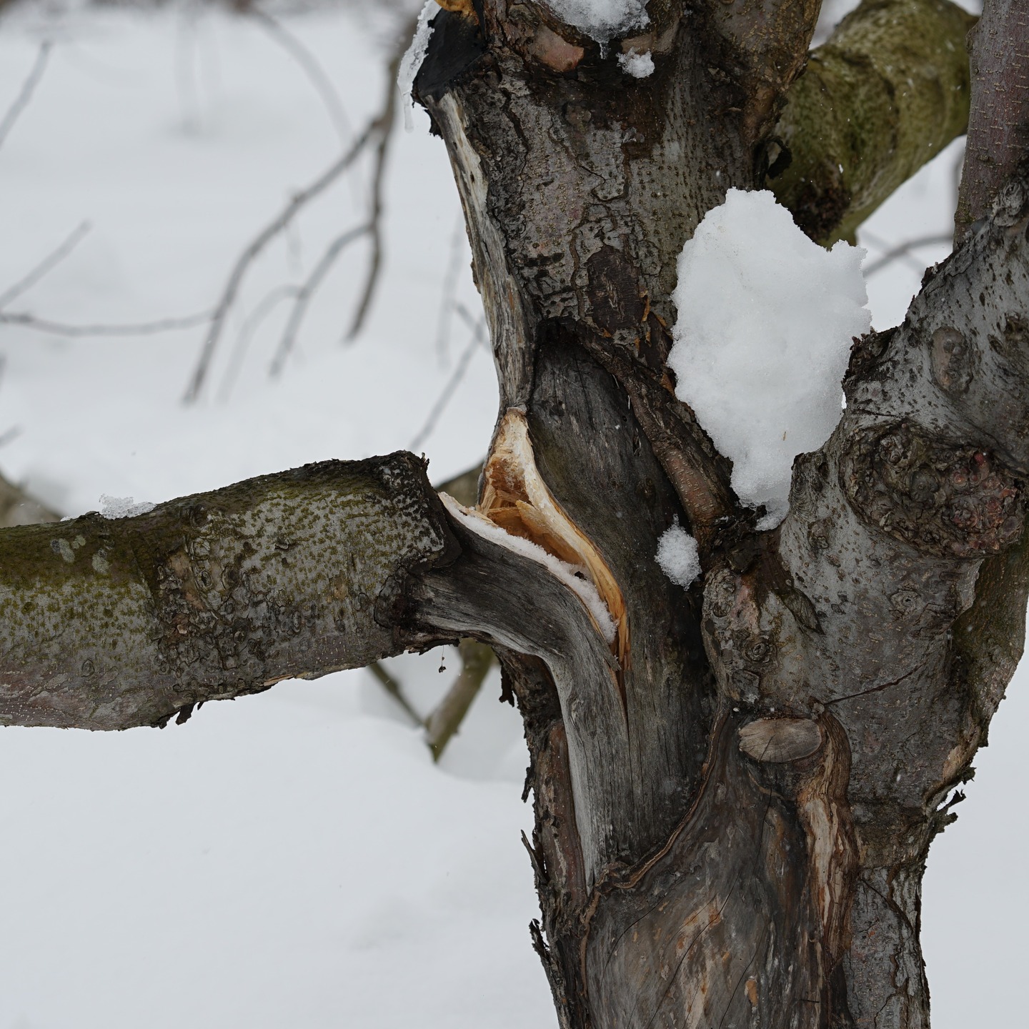 🍎🍏
【雪害の状況が見えてきました】
やっといろいろ作業が落ち着いたので、園地へ。
(もっと早く出れればよかったんですが)
去年よりも雪が積もったけど、どうだろう?と見たら。
思った以上にダメージありましたね…。
去年よりダメージは大きい。
少なく見積もって、5%ぐらいは収量減りそう。
(どちらかというと、雪が少ない方の園地なので、雪深い方はもっとダメージありそう)
枝を切る前に、まずは木から雪を降ろし。
掘り上げられるところは掘り上げて。
これ以上の被害が出ないようにしてから、整枝剪定作業に入ります。
(スタートから思いやられるシーズンです…)
■■■■■ジュース加工について■■■■■
2025年度の加工受付中です。
現在、1月中旬受付分を加工中です。
外にりんごをおくことができないので、事前受付なしの直接持ち込みはできません。
事前受付をしたうえで、加工順番になりましたら、お持ちください。
(順番になりましたら、こちらから連絡いたします)
受付・引取時間
平日 9:00~16:00
------------------------
【加工事前受付】
↓LINEページ
友達登録して、事前受付お願いいたします。
https://lin.ee/74LkMcf
------------------------
りんごジュース販売中!
・stores、ポケットマルシェにて販売中です!
https://tono-fruits-lab.stores.jp/
--------------------------
#津軽りんご加工センター
#りんご加工 #ジュース加工
#つがる果樹工房 #つがる林檎園 #stores
#ringofarmer
#東北 #青森 #弘前 #青森ライフ
#tohoku #aomori #hirosaki #aomorilife
#りんご #りんご畑 #りんご農家
#ringo #apple #りんごジュース
--------------------------
【農ナビ青森に取り上げていただきました】
https://www.nounavi-aomori.jp/start/publicity
#農なび青森
--------------------------