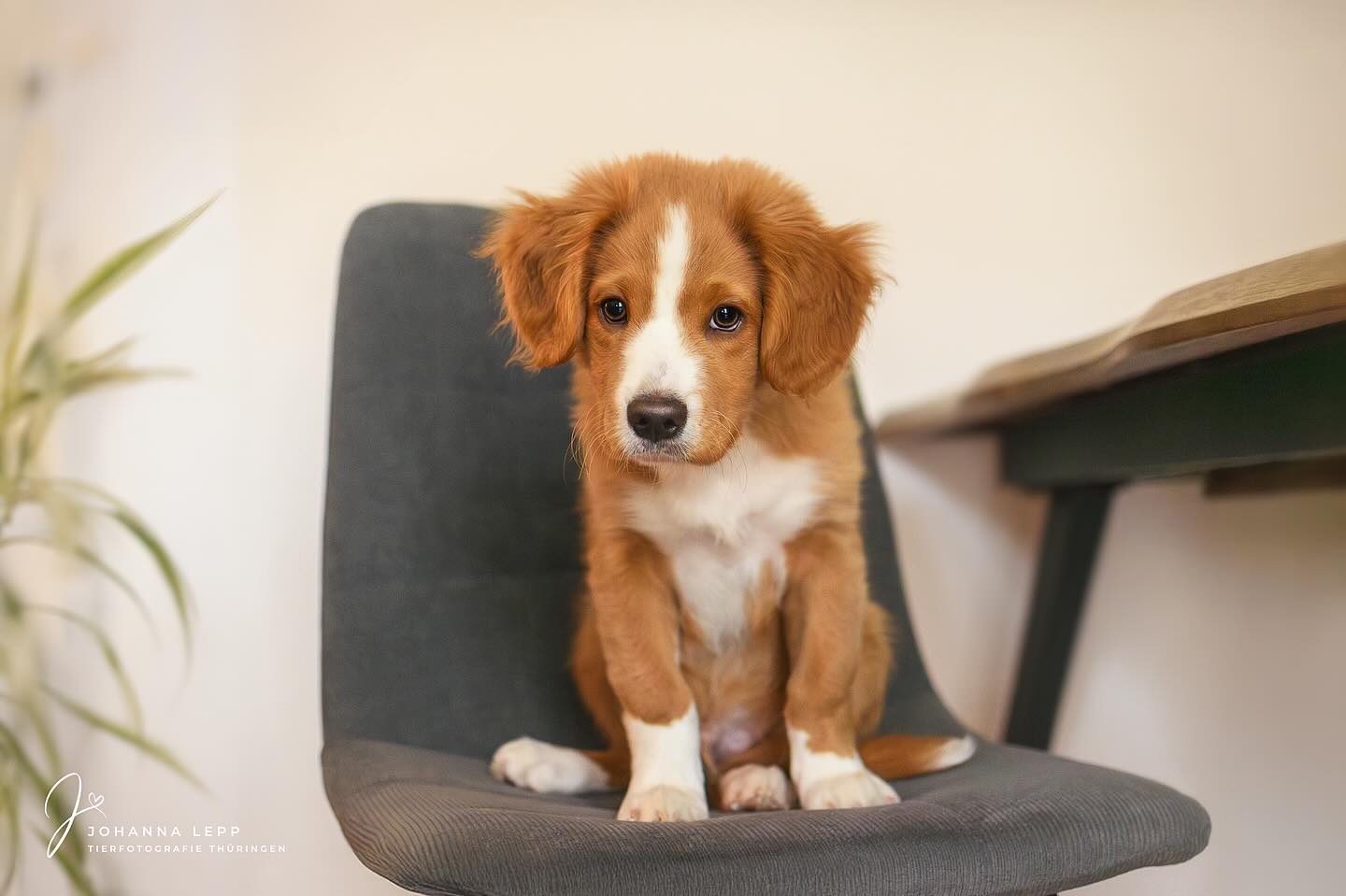 ARLO 🧡
Habt eine schönen Sonntaaaaaag ☀️❄️
•
Du hast Fragen oder möchtest direkt ein Shooting buchen? Meld dich gern 🌸
TIERFOTOGRAFIE • BABYBAUCHSHOOTINGS • HOCHZEITSBEGLEITUNGEN
📧 info@tierfotografie-thueringen.de
💻 www.tierfotografie-thueringen.de
#hundefotografie #tierfotografie #thüringen #nsdtr #welpe