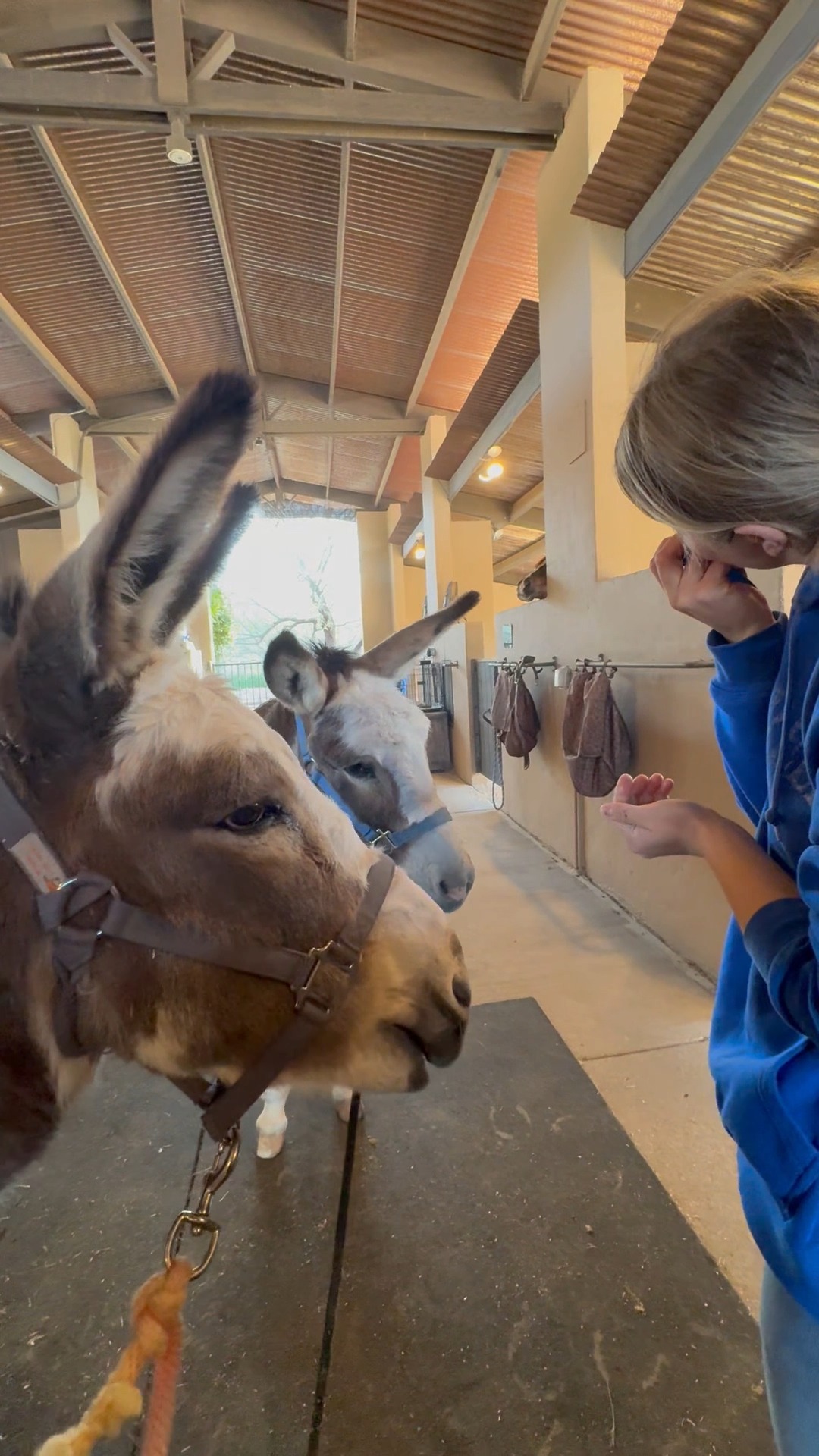 We don't normally give the donks sugary snacks, but we made an exception for pop-rocks. The reactions weren't as dramatic as we expected; the boys enjoyed the experiment regardless.