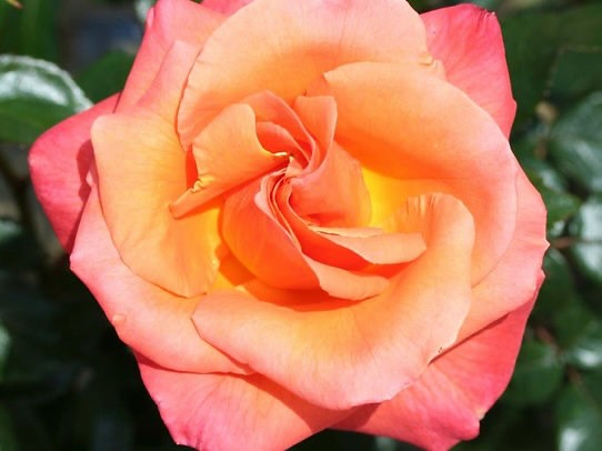 Together Forever Rose 💓 With Valentine’s Day coming up, we’ll be posting some of our more romantic varieties! ♥️ The Together Forever rose bush is an excellent wedding gift. It features strong orange blooms that fade to peach and pink, with a good fragrance and repeat flowers. It grows to 3ft x 2ft, making it ideal for garden beds.
Height - 1m x 1m
Fragrance - Fragrant
Colour -Strong Orange
Bloom size - Large
Flowering - Repeat Flowers
#roses #valentines #gardenergifts #valentinesgift #valentinesgiftideas