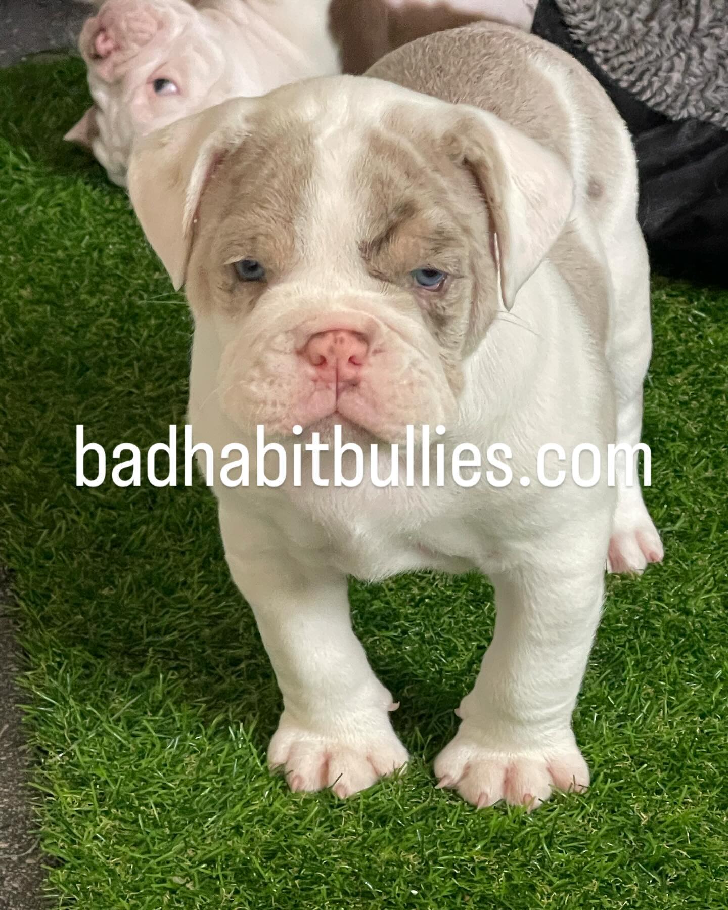 Olde English Bulldogges Pups 6 weeks old, IOEBA registered, Champion Bloodline, 3 boys/ girls badhabitbullies@gmail.com