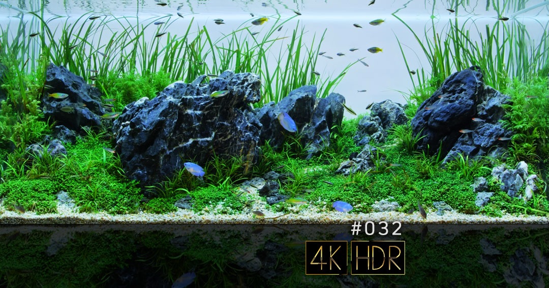 32作目の動画は、東京都大田区下丸子にある
@aqua_free の瀧谷さんが手がけたIAPLC2025 応募作品です。
石の持つ無骨で力強い質感と、水草の繊細で柔らかな揺らぎが完璧に調和し、まさに「至高のレイアウト」と呼ぶにふさわしい仕上がりです。
4K,HDR,60fpsの3時間の定点映像をAQUALIOのYouTubeチャンネルで公開しています。
どうぞお楽しみください。
※ 「Aqua free」は、惜しまれつつも1月31日をもって閉店されましたが、AQUALIOのスタート時から多大なるお力添えをいただいた、私たちにとってかけがえのない恩人です。
瀧谷さんの生み出す作品には、いつも圧倒的な情熱と深い愛情が溢れていました。これまでの多大なる貢献と、素晴らしい技術に心からの賛辞を贈らせていただきます。今まで本当にありがとうございました。
#aqualio_jp #fishtank #aquariumvideos #aquascaping #aquascape