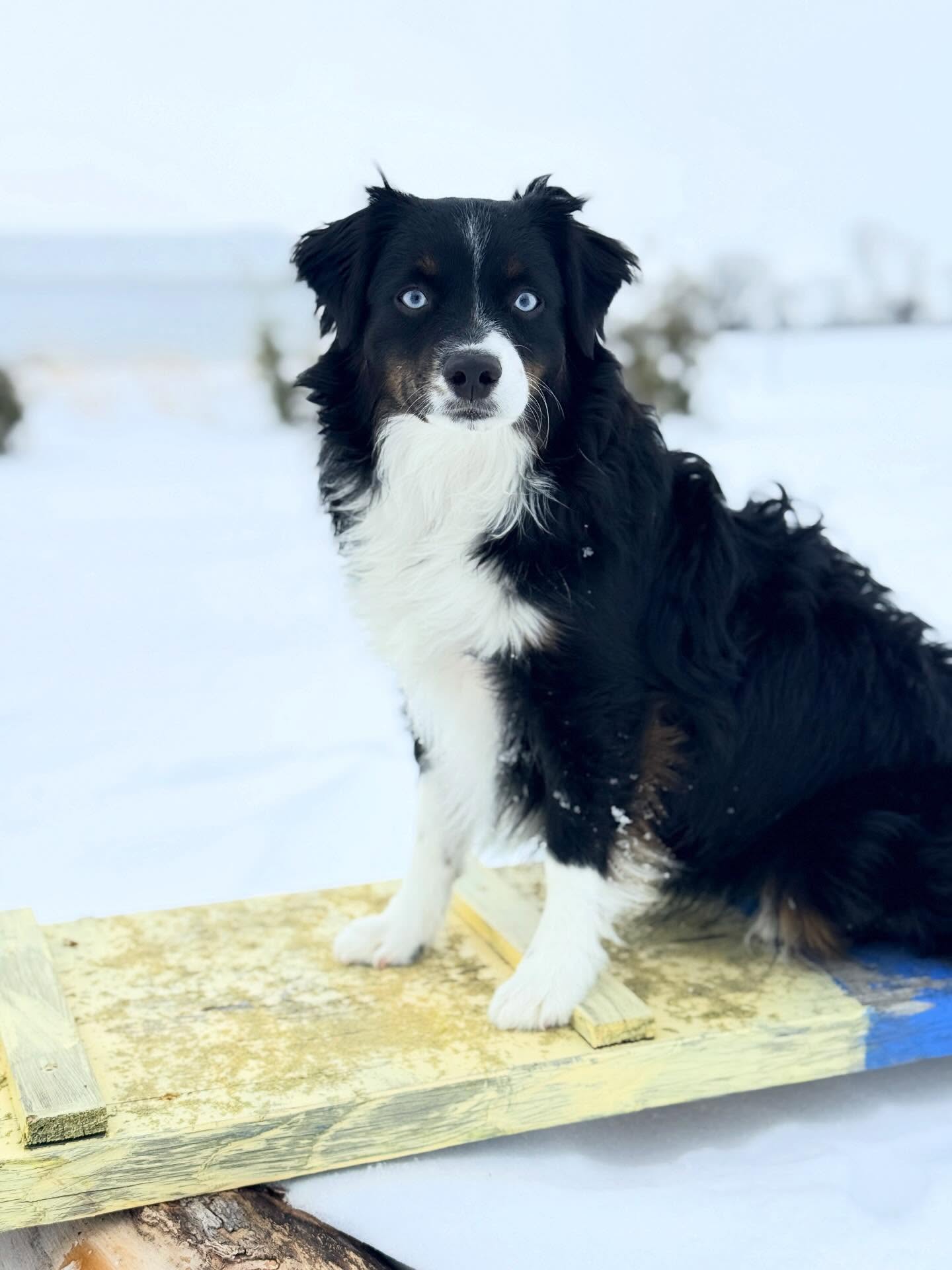 Built for this forecast 🐾🙌🏼❄️ our Sapphire LOVES this snow ⛄️ and is a total stinker w recall whenever the ground is white 😜😂.
.
.
#miniaussiepuppy #dogmomlife #dogsandsnow #doggysnowday #miniaussiebreeder