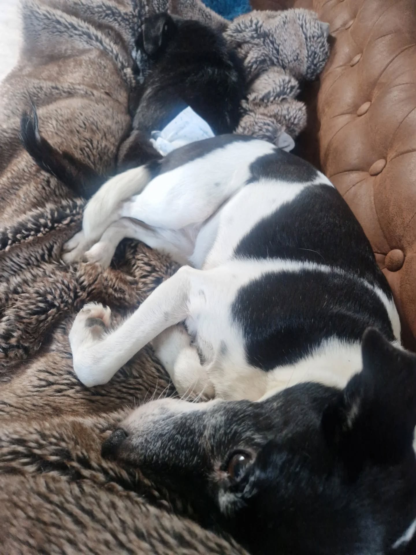 This is what weekends are for...being pinned down by dogs, and beautiful vegan pizza from Real Pizza Co! ๐๐ผ