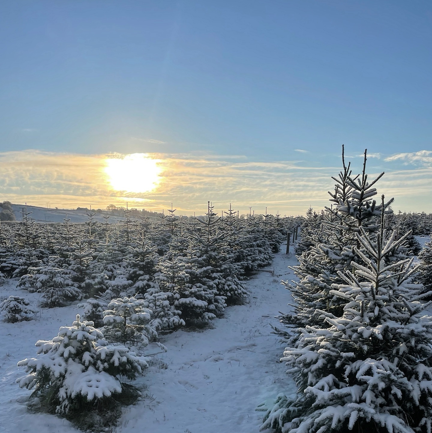 Only 6 sleeps until we reopen at 10.30am on SATURDAY 25th NOVEMBER 2023🎄🪚
📸 WINTER WONDERLAND in our plantation at the end of last season ❄️
📆 See our website for updated slot availability, book online at durhamchristmastrees.co.uk
🎪 We will be operating under shelter again this year, located next to our pick your own plantation - our freshly cut up to 12ft & pot grown tree range up to 6ft, Christmas tree stands & refreshments will be available to purchase here.
🥾 Please remember to wear wellies or walking boots when visiting the PYO plantation
☕️ Refreshments are available
🛷 Christmas trail for all to enjoy (dogs must be on a lead) 🐕🦺
🎄CLICK AND COLLECT - message us with your requirements and we can choose the perfect tree for you
#outdooractivities #locallysourced #freshlycut #pickyourown #PYO #durham #christmastrees #northeast #durhamchristmastrees #heughhallfarm #smallbusiness #christmasiscoming #nordmann #fir #norway #spruce