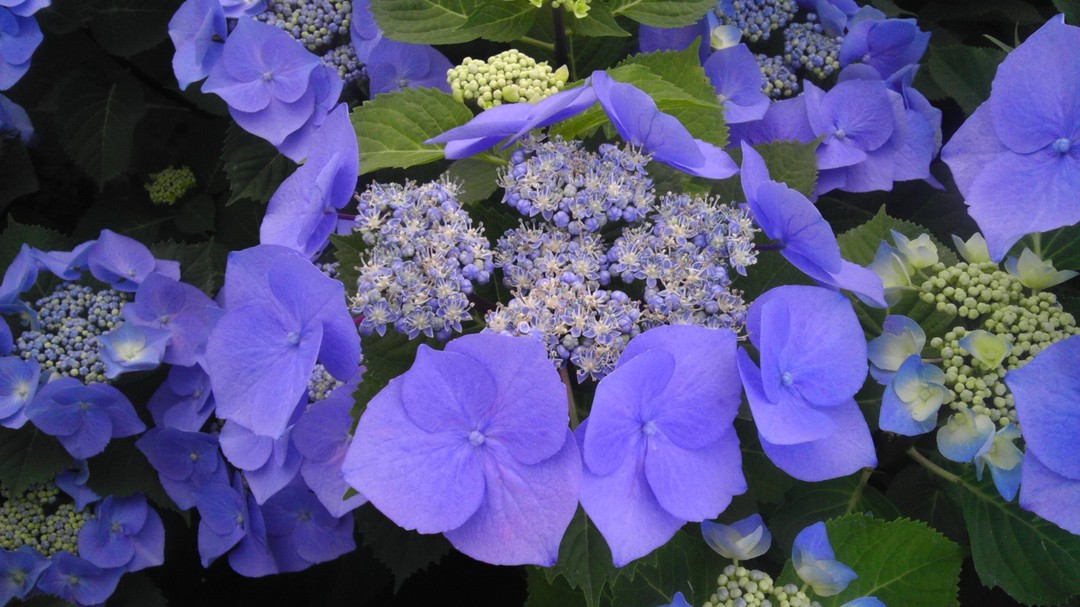 Blueberries & Cream, a unique lacecap hydrangea with bold blue blooms surrounding lighter unopened buds.
