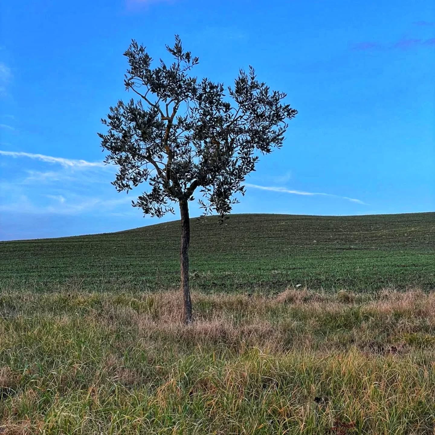 Già gli Antichi Greci avevano percepito la potenza dell'olivo. Atena e Poseidone erano in competizione per il dominio dell'Attica, Zeus avrebbe decretato vincitore chi tra i due avrebbe offerto il dono più prezioso agli uomini.
Poseidone regaló all'uomo il cavallo, animale possente e veloce per vincere tutte le battaglie.
Atena, invece, l'olivo, il cui frutto sarebbe stato capace di illuminare la notte, curare le ferite e offrire benessere e pace all'umanità. Zeus premió Atena: “Tu donasti agli uomini l’ulivo e con esso hai donato luce, alimento e un eterno simbolo di pace”