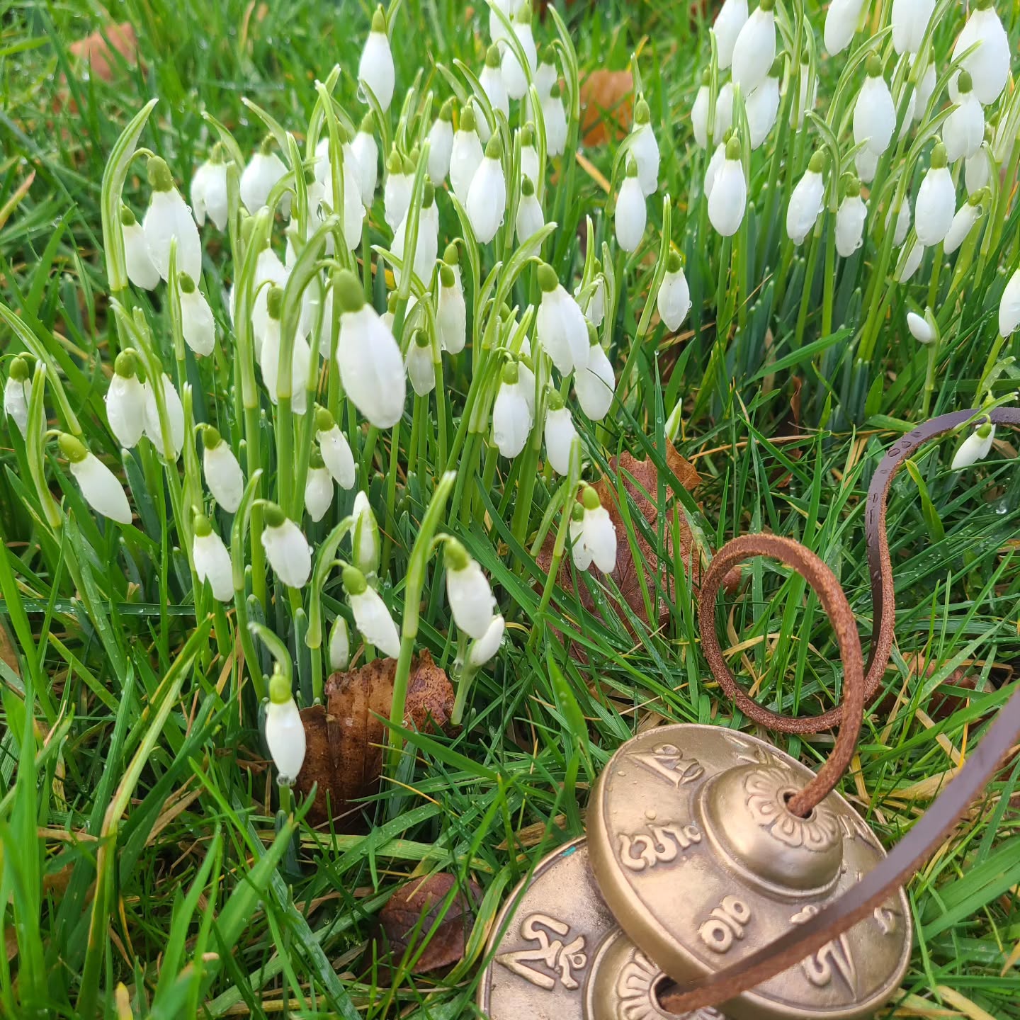 Beautiful Imbolc snowdrops ✨️
#imbolc #wildwomangather