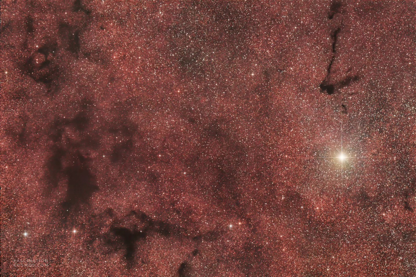 Dunkelnebel LDN534
In diesem Bereich der Milchstraße, dem Sternbild Schild hat der Kosmos keine Löcher, im Gegenteil es ist die beeindruckende Region des Dunkelnebels LDN534, eine dichte und kalte Wolke aus Staub und Gasen. Die Gase - hauptsächlich unser Lieblingselement Wasserstoff - und der Staub verdecken das Licht der dahinter liegende Sterne und Nebel. Der Dunkelnebel wird auch unter dem Begriff B(ernard)108 erwähnt, seine Entfernung mit seinem zentralem Bereichen B110 und B113, so wie rechts dem zackenförmige B107 (im Bild steht irrtümlich B104) wird auf etwa 6000 Lichtjahre geschätzt: als also dieses Licht, das wir hier heute sehen seine Reise begann, da fingen die alten Ägypter und Mesopotamier gerade mal an sich mit Kupfer zu beschäftigen!
Mein H-alpha Filter zeigt, dass diese Sternentstehung in den umliegenden roten und hellen Bereiche bereits voll im Gange ist. Rechts, der markante helle Stern ist Beta Scuti (genannt nach dem Sternbild Scuti, also Schild). Noch immer 700 Lichtjahre entfernt ist er so riesig, dass wir ihn mit bloßem Auge sehen können: der Hauptstern - eigentlich ein Doppelstern - ist mehr als 1000mal heller und im Radius 50 mal größer als unsere Sonne!
Die Originalaufnahme habe ich mit 8 H-alpha Aufnahmen mit je 600 Sekunden, sowie mit 46 LRGB Aufnahmen mit je 120 Sekunden, in Summe also in weniger als 3 Stunden Aufnahmezeit belichtet. Aufnahme in meiner Gartensternwarte mit Lacerta 12", 1200mm, f/4, QHY268M Monokamera mit 7 Filtern, QHY OAG-Nachführung mit ASI-174MM-Mono und mit einem SestoSenso2-Fokusser, auf Celestron CGX montiert. Mit Astro Pixel Prozessor, Pixinsight, Adobe Photoshop verarbeitet.
Bitte gerne meine Post weiterleiten! Jedwede andere Art von Kopien oder Nutzung ist nur mit ausdrücklicher Erlaubnis des Copyright Inhabers erlaubt. Bestellung von Kopien und Bildern gerne unter https://photo-portal.shop/profiles/fascinationcosmos.com/#/ oder per Nachricht an mich.
#fascinationcosmos #faszinationkosmos #franzrettenbacher #astrophotography #astrofotografie #deepsky #astronomie #astronomy #amateurastrophotography #qhy268m #CelestronCGX #deepspace #LDN534 #Dunkelnebel #BetaScuti