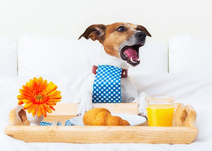 Looking to travel with your pooch ? Aegean Residence invites you to bring your fluffy friend ๐ถ
#petfriendly #petfriendlyvillas #petfriendlyhotel #summer2020 #greece #vacation #luxuryvillas #travelgreece #aegeansea #aegeanresidence