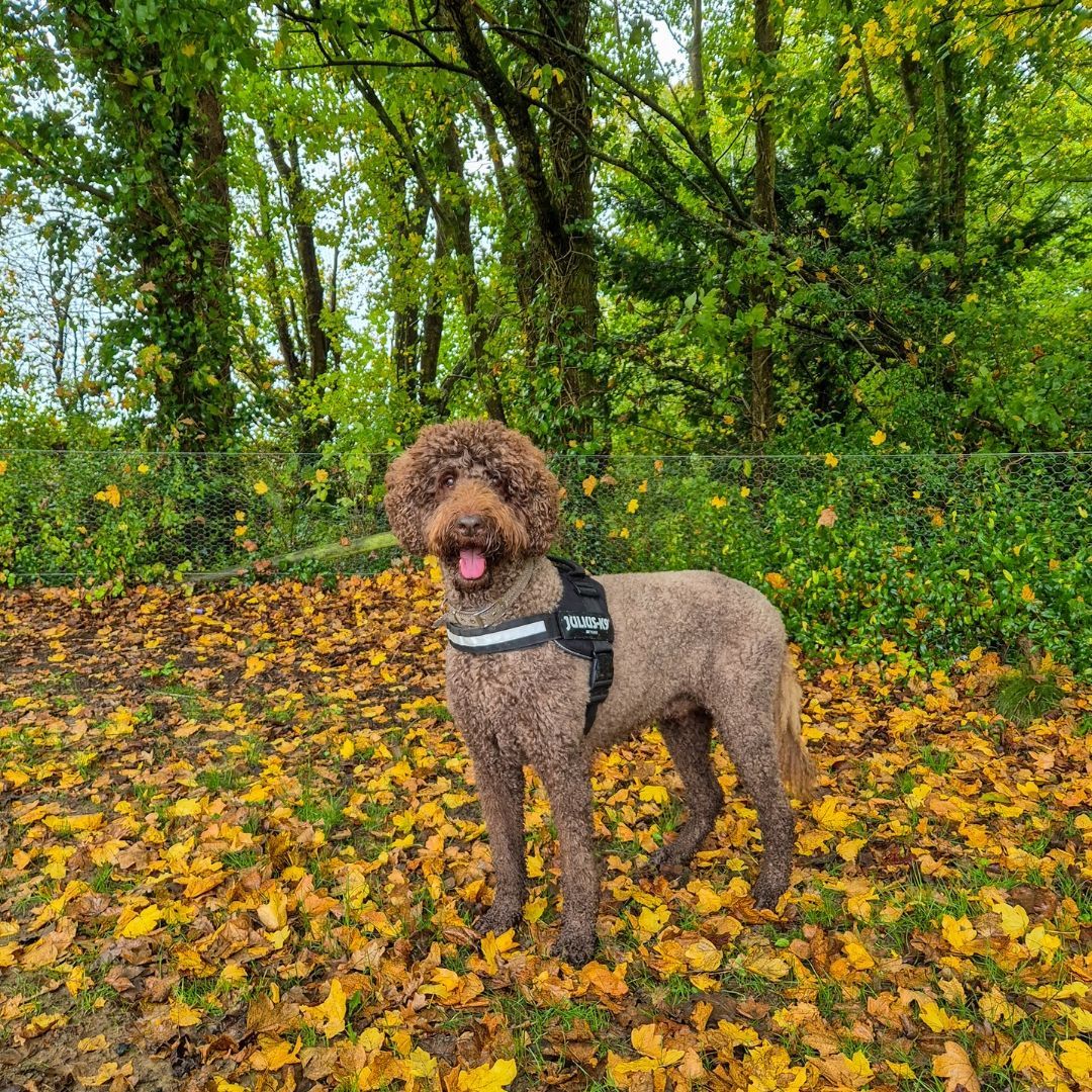 Rudy π
#wilddays #romseydogs #labradoodle