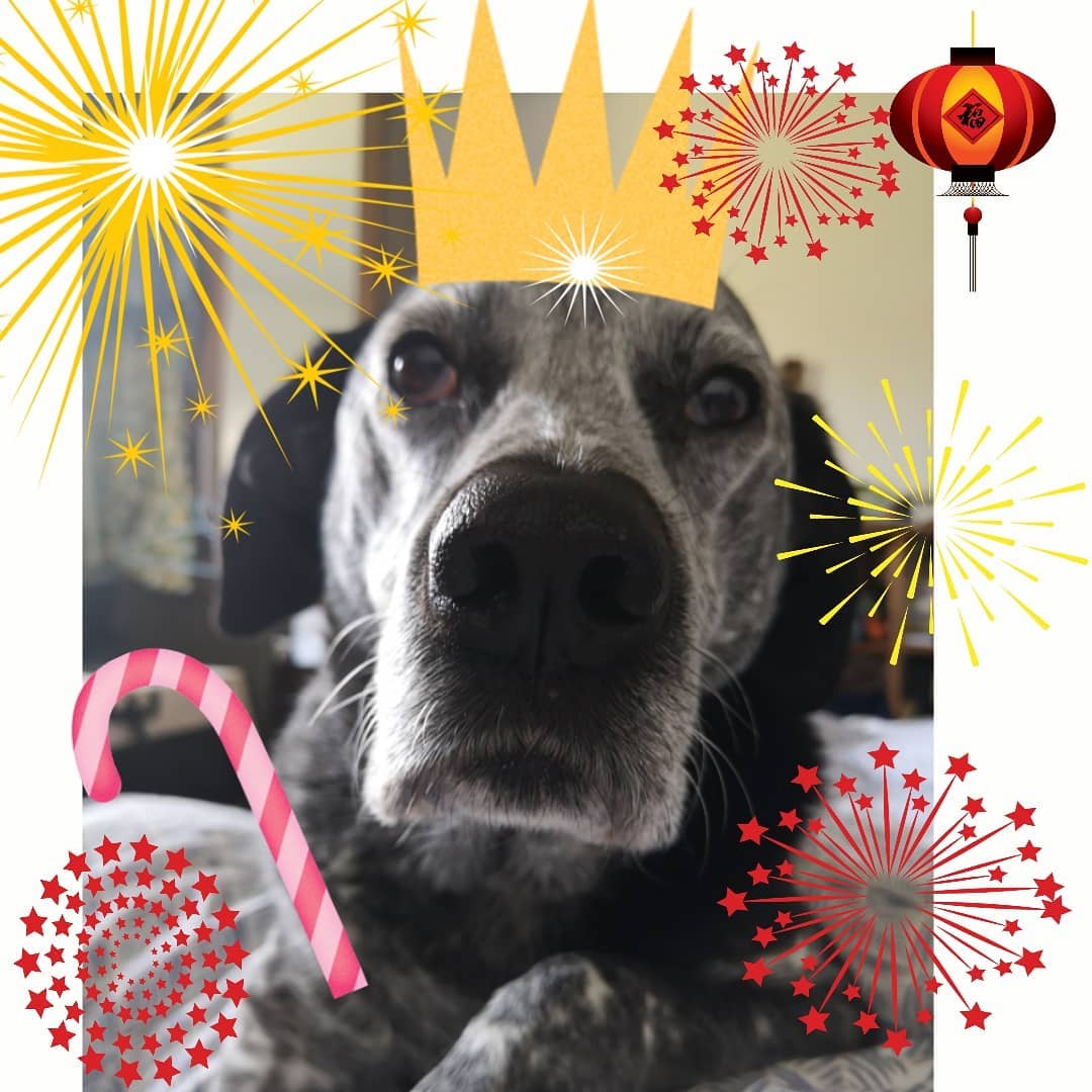 Iris being Queen of the bed. She is the best dog and truly faithfull companion, love her!
Who are your loved companions, shout out below 💖⬇️ #pets #dogs #cats #companionanimals #family #lovedogs #lovecats #lovepets #petsarefamily #brighton #hounds #canines #dogsofinstagram #catsofinstagram #puppylove #petappeciation #doggo #feline #christmas #dogqueen #dogsinbed