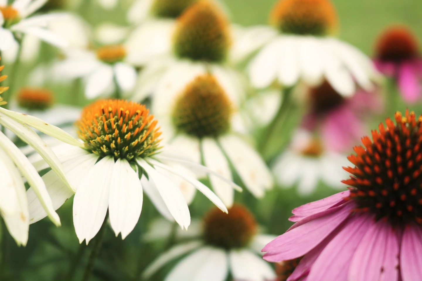 "Beauty Up Close"
#flowers #flowersofinstagram #flower #flowerphotography #flowerstagram