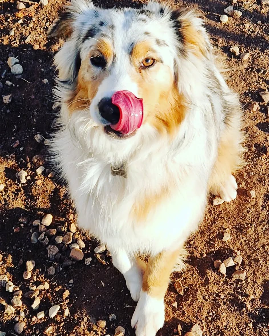 Trop belle #bergeraustralien