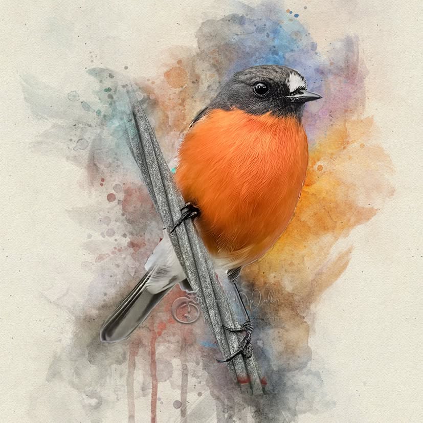 "Success is falling down 9 times and getting up 10."
- Jon Bon Jovi
.
.
.
.
.
.
.
.
.
.
.
.
.
#pixelpurrrfectphotography #flamerobin #exquisitepics20_australia #rebel_artandedits #mcl_arts #illustrious_art #artistry_flair #super_photoeditz #edit_lovers_united #wildlife_artistry #birdsofaustralia #Creative_AnimalArt #bpa_arts #photo_creation_silver #rebels_nature #rebels_united #explore_wildlife #wonderland_arts #art_andfact #galleria_of_grace #illustrious_magic #dreamland_arts_of_nature #rawedit_ #exquisitepics20_animals #australianbirds #wildlife_artists #everything_animals #everything_imaginable #gf_edits #pictasart