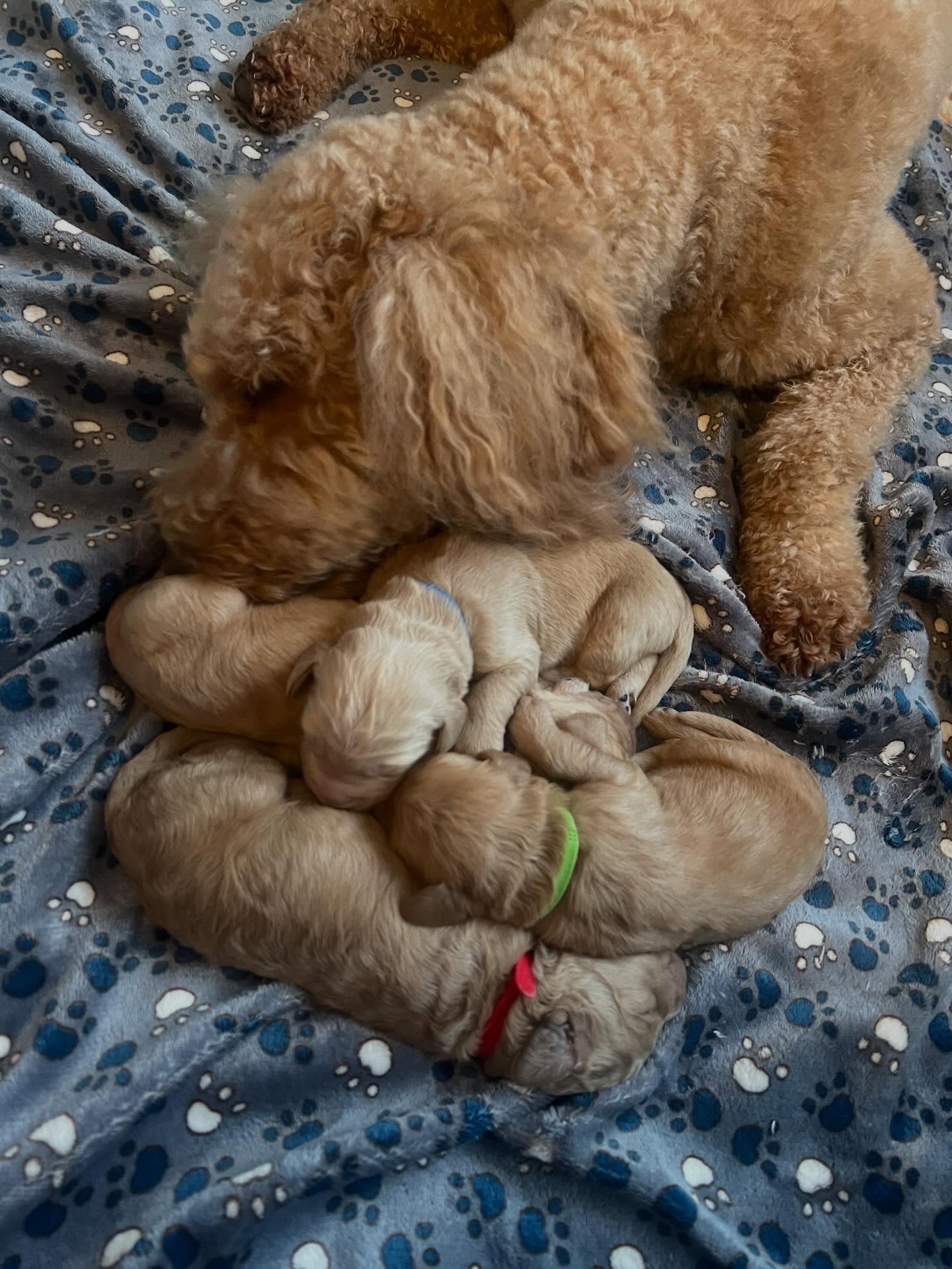 Sjukhushunden Liona är mammaledig med sina underbara valpar 💙💚💜❤️ Pappa Nisse är stolt! #mummy #valp #puppy #hospital #dog @fabulous_doodle