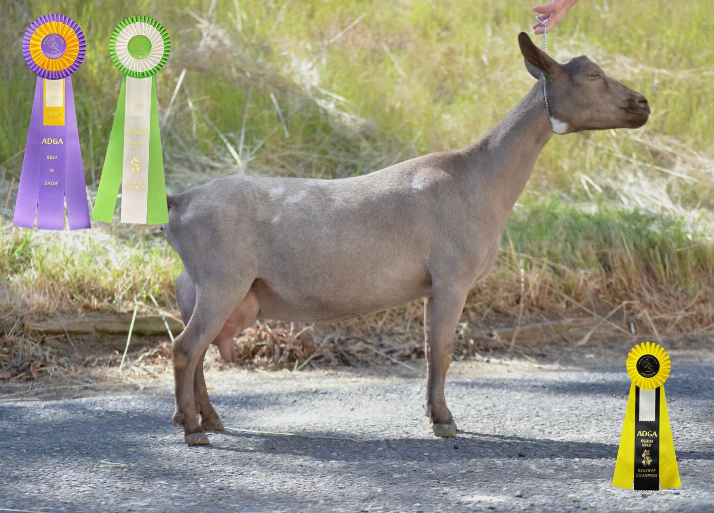 Gingers look-a-like daughter, Lemi!
✨Rockin JF Let Me Dream ☁️✨
Out of Ginger’s 2nd kidding litter, we retained Lemi! Just like her mom, Lemi is polled and a chocolate. Ginger’s line is very slow maturing, so Lemi only looks better as time goes on. Ginger was our first permanent CH in our herd, so we are hoping that she follows in her footsteps!
🏆Show Highlights:
• Lemi received GCH and BIS at Barn in the USA’s ADGA Sanctioned Youth Show last year as a Dry Yearling!
• She was awarded RSCH as a Jr kid at a show in Grants Pass
• Lemi has attended ADGA Nationals when it was in Oregon in 2023—She received 9th out of 63 Jr Kids!
🐐Pedigree Notes:
Lemi’s Sire is CUAtLilRedBarn Hoke VVV 86 is also the Sire to Nala! Can’t wait to compare the two once Nala becomes a Sr Doe!
🌟Looking Ahead:
Lemi was bred to Hanson Hideaway Graham Cracker *B and will be shown as a 3yro 2nd Freshener this year!
Go check out her pedigree at https://www.rockin-j-farm.com/lemi 🧬
#adga #4h #farmlife #homestead #nigeriandwarfgoats