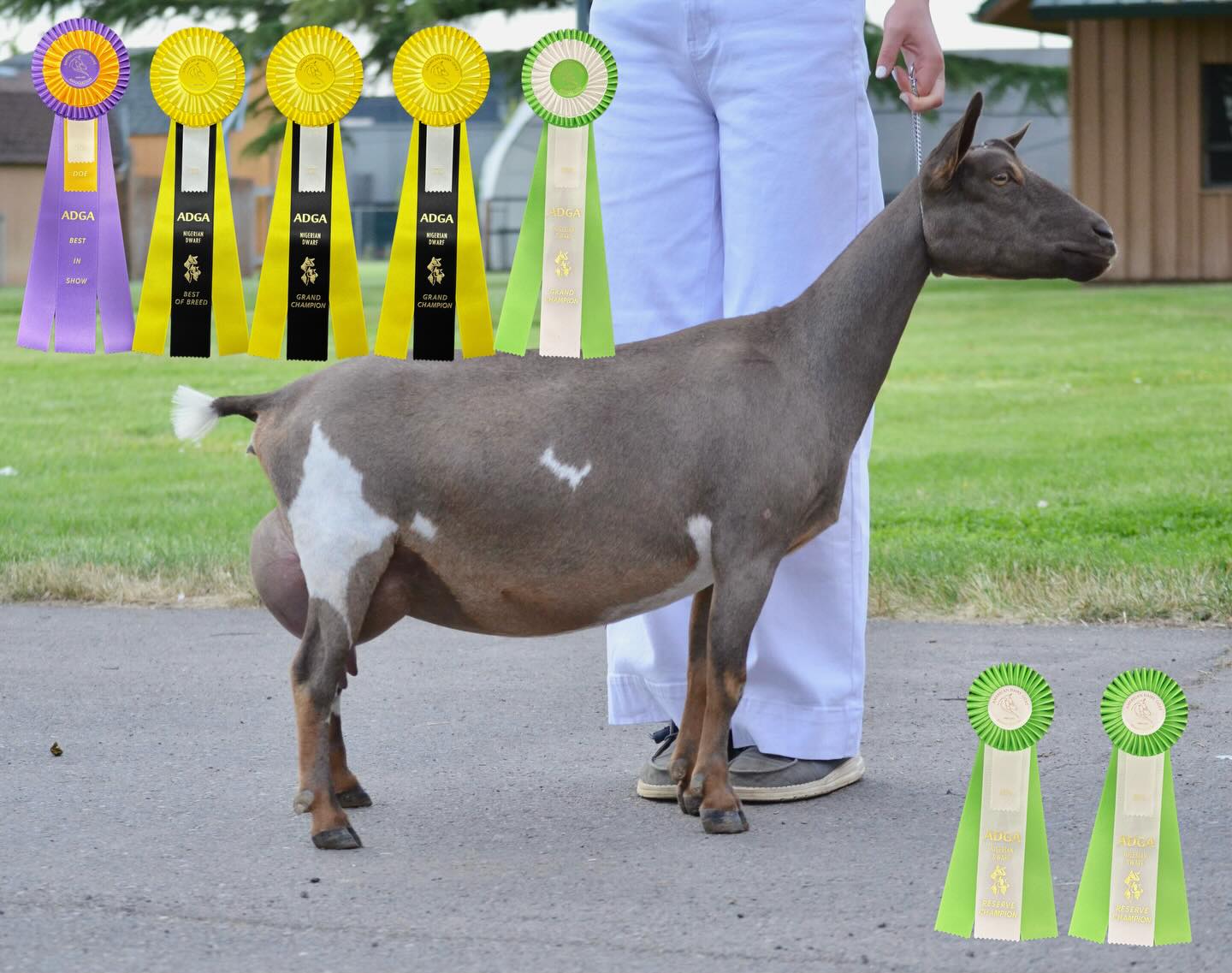 Winnie’s first ever doeling, Robin!
✨Rockin JF Robin Hood 🦊✨
This doeling never beats to make me smile in the show ring. Every time Robin enters the show ring she receives the best compliments and always places at the top of her class. She even almost finished as a 2yro FF!
🏆Show Highlights:
• Dry Yearling wins include RSCH at NWODGA ADGA Youth Sanctioned Show to then winning GCH at NWODGA the next day!
• At Barn in the USA ADGA Sanctioned Youth Show Robin received RSCH as a 2yro FF
• All at the Oregon State Fair Show in 2025 she received GCH and BIS in the ADGA Youth Show to then actually receiving GCH and BOB in the open class!
🐐Pedigree Notes:
Robin is Winnie’s first doeling who we actually almost sold… thankfully we didn’t when she was a kid! She definitely has proven her stay and is becoming one of our foundation does!
🌟Looking Ahead:
Robin was bred to GCH Cedar View Hudson +*B VEE 91 and will be shown as a 3yro 2nd Freshener this year in hopes of finally finishing her with 1 more leg left!
Go check out her pedigree at https://www.rockin-j-farm.com/robin 🧬
#adga #4h #farmlife #homestead #nigeriandwarfgoats