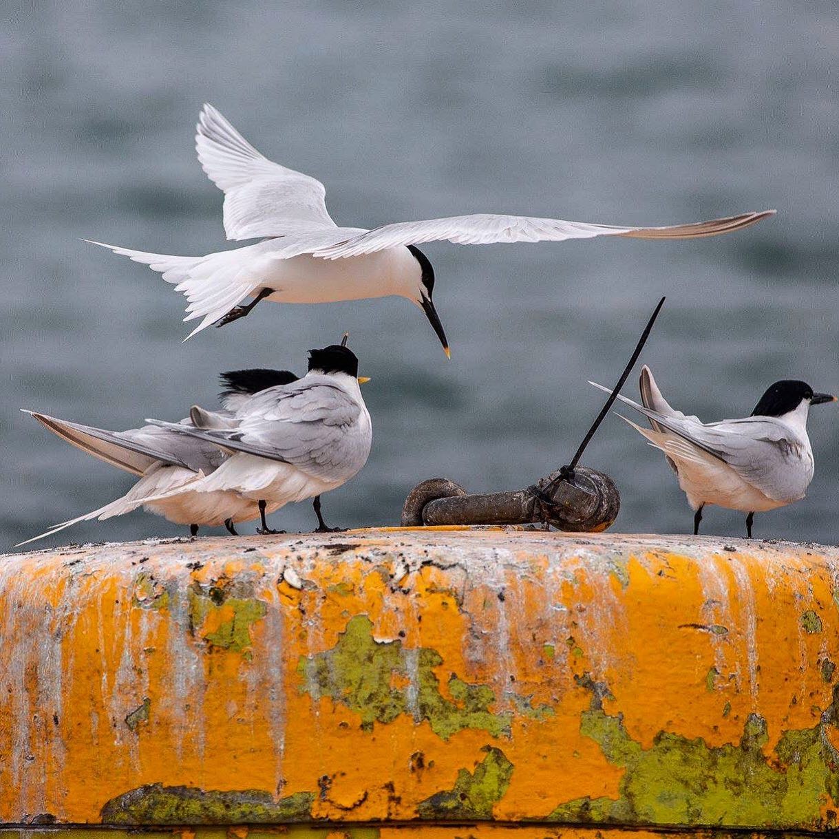 Sandwich Terns, taken in Falmouth Estuary, Cornwall in 2019 while@out on a trip with @akwildlifecruises If you get chance give Keith the team a call and get out on the water with them! #birds #birding #birdsofinstagram #birdphotography #birdwatching #nature #wildlife #wildlifephotography #naturephotography