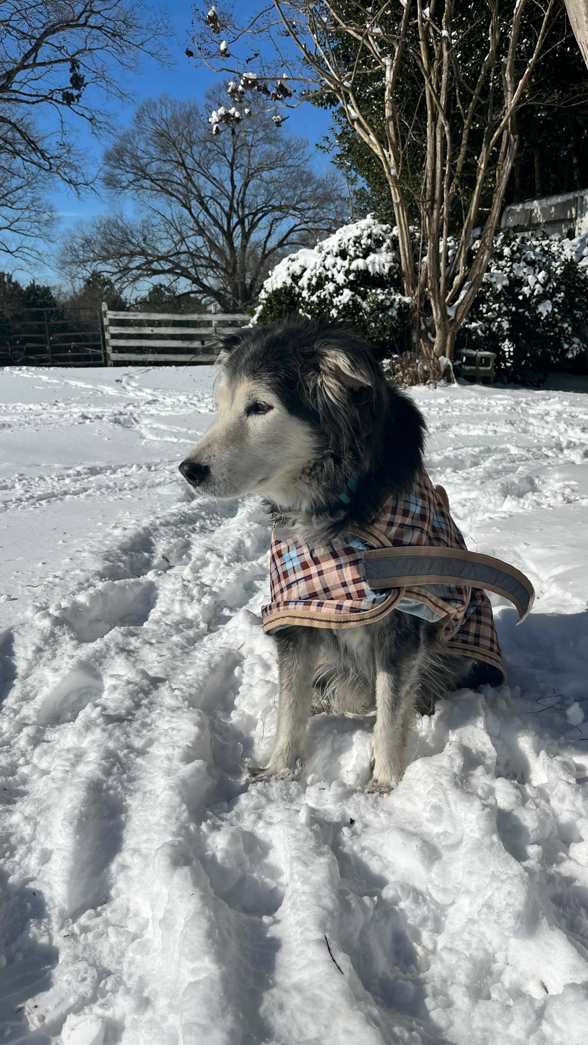 Rare snow day at @miller_eventing I think the horses enjoyed it! Yes I’m tired of cold weather but it’s fun to enjoy it once in awhile. So thankful @torijwaite came out to do some feed bag sledding!! #millereventing #snowday2026❄️ snowcanmeltnow🤣