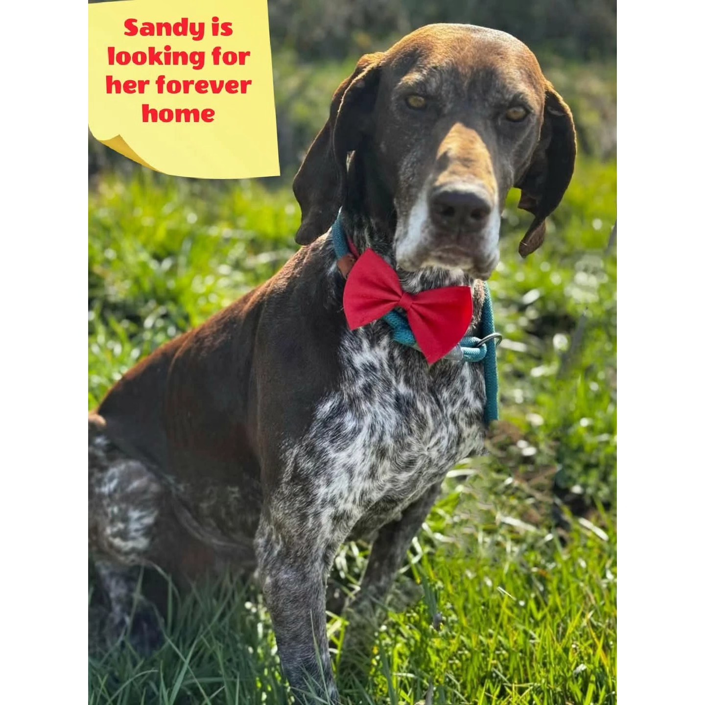 Thank you very much for your wholehearted support
❤️🐾 M.Y. Schuitemaker
€60,00
❤️🐾 Solvis
€20,00
❤️🐾 MaaikeAal
€25,65
❤️🐾 Anonymous donor
€25,65
❤️🐾 Joop and Riet Priem
€5,13
❤️🐾 MinetteJacobs
€25,65
❤️🐾 Jacqueline Ritzen
€10,00
❤️🐾Nienke Liebe
€10,00
❤️🐾Rahni Van der Schot
€10,26
❤️🐾Peter Van Rillaer and Anja Houblon
€50,00
❤️🐾 Debbie Jonkhart
€7,68
❤️🐾 Vanja Boltek
€10,66
We appreciate your contribution💝
Contact via email: gsprescuehr@gmail.com
Website: https://www.gsprescuehr.com/nl/contact.
#dontshopadopt#gspoftheday #gspcommunity#germanshorthairedpointerlovers #germanshorthairedpointerlovers #pointerlovers #gspcommunity #pointerlove #germanshorthairedpointer #birddog #pointersofinstagram #gsprescue #gspworld #gsp #gsplife #gsploverig #gsplovers #gspsofinstagram #gspuniverse @lydia_lidach #rescuedog #rescuedogsofinstagram #rescuedismyfavoritebreed#deutschkurzhaar