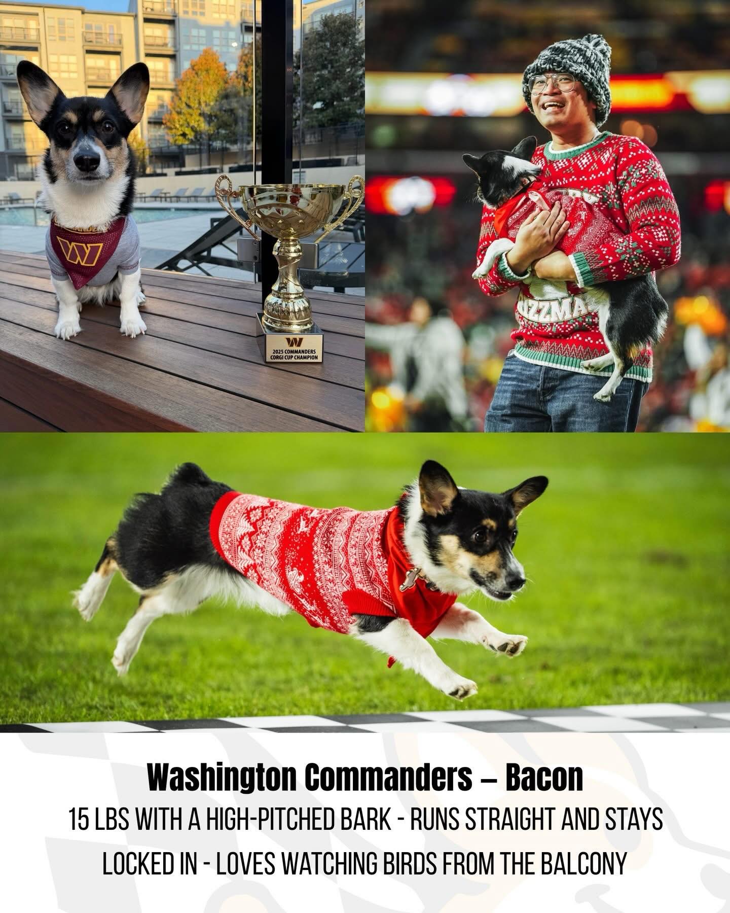 There will be 4 Maryland Corgi Cup racers who will be competing during the @pro_bowl_ halftime show. Good luck to @bacon_thecorg @capitalcorgiclub Captain Rhett @corgsofwar Ares and Tails!! We’ll be cheering you on from home!