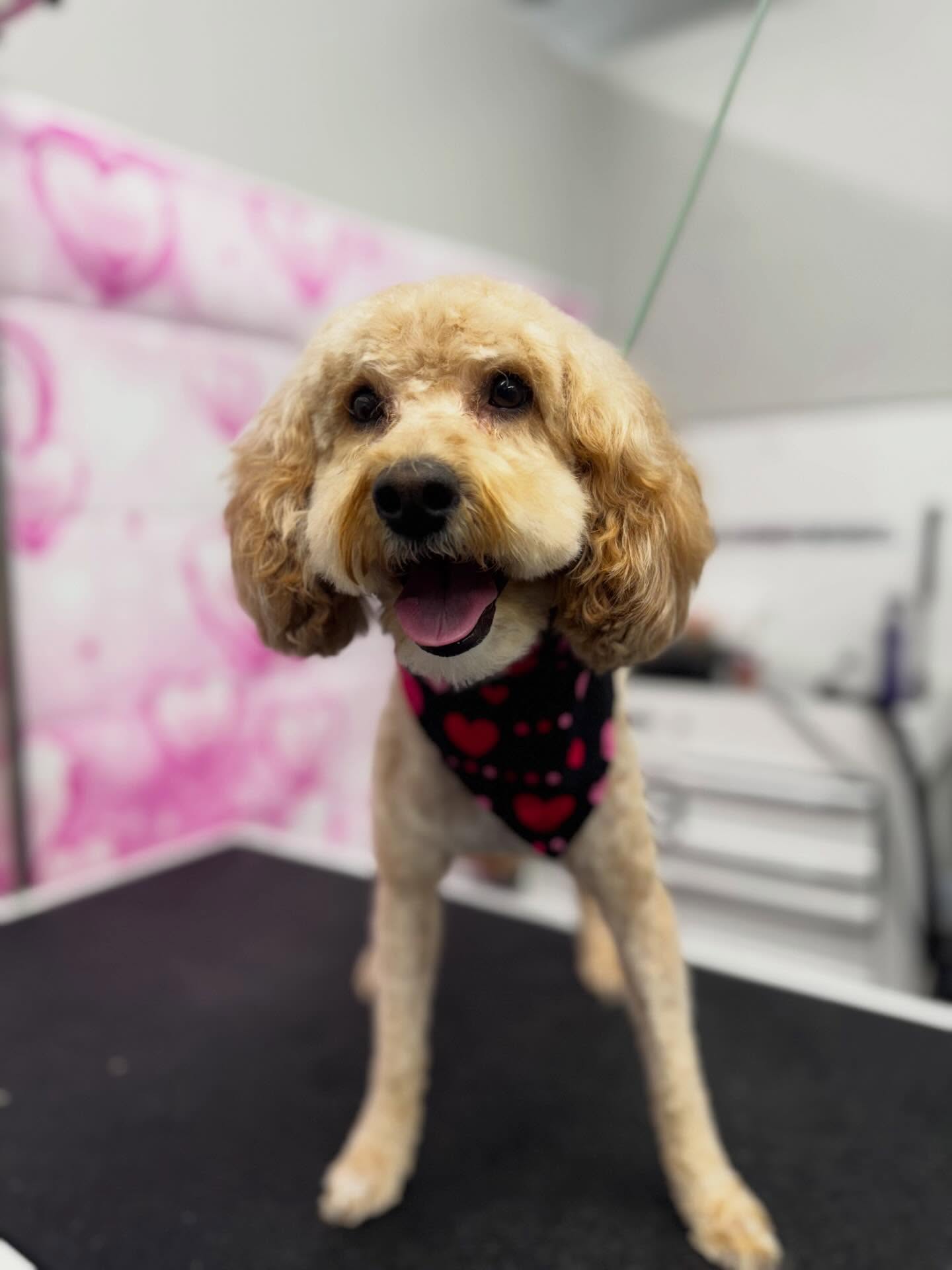 ✨Goldie✨
—————————-
#doodle #goldendoodle #doggrooming #utah #dog