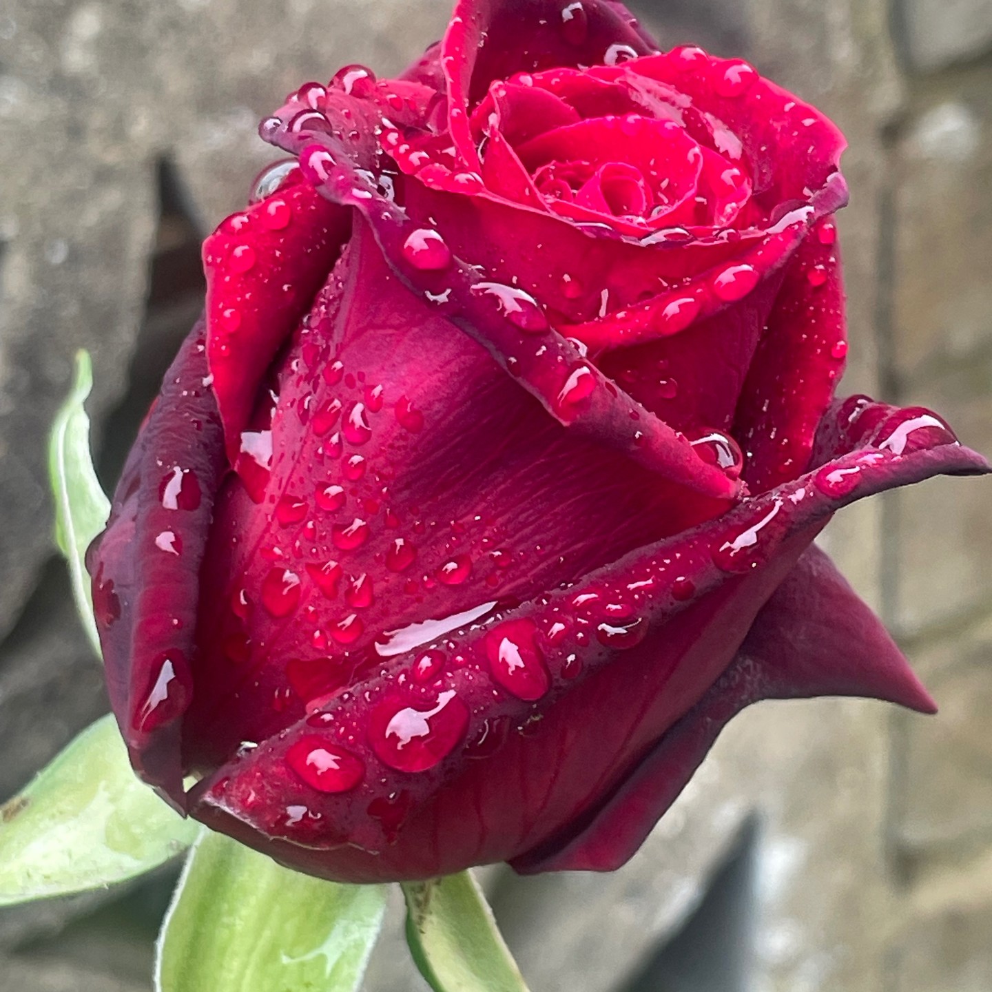 Just like this rose, watching someone develop and grow is a wonderful thing!