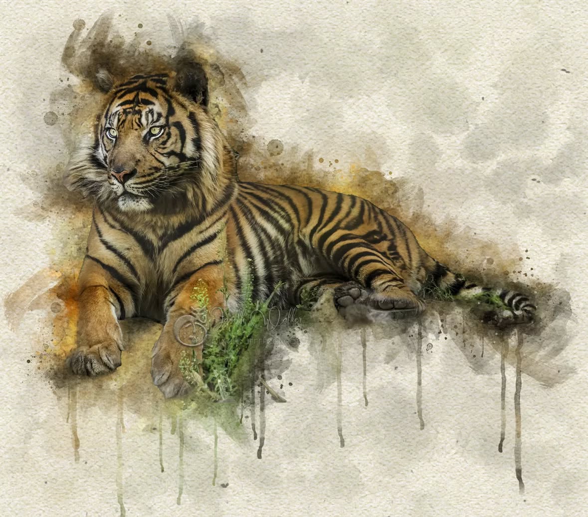 "A good head and a good heart are always a formidable combination."
- Nelson Mandela
.
.
.
.
.
.
.
.
.
.
.
.
.
.
#Tiger #pixelpurrrfectphotography #exquisitepics20_australia #rebel_artandedits #mcl_arts #illustrious_art #artistry_flair #super_photoeditz #edit_lovers_united #wildlife_artistry #Creative_AnimalArt #bpa_arts #photo_creation_silver #rebels_nature #rebels_united #explore_wildlife #wonderland_arts #art_andfact #galleria_of_grace #illustrious_magic #dreamland_arts_of_nature #rawedit_
#australianbirds #wildlife_artists #everything_animals #nature_perfection #everything_imaginable #pictas_art #fiftyshades_of_nature #gottalove_a_